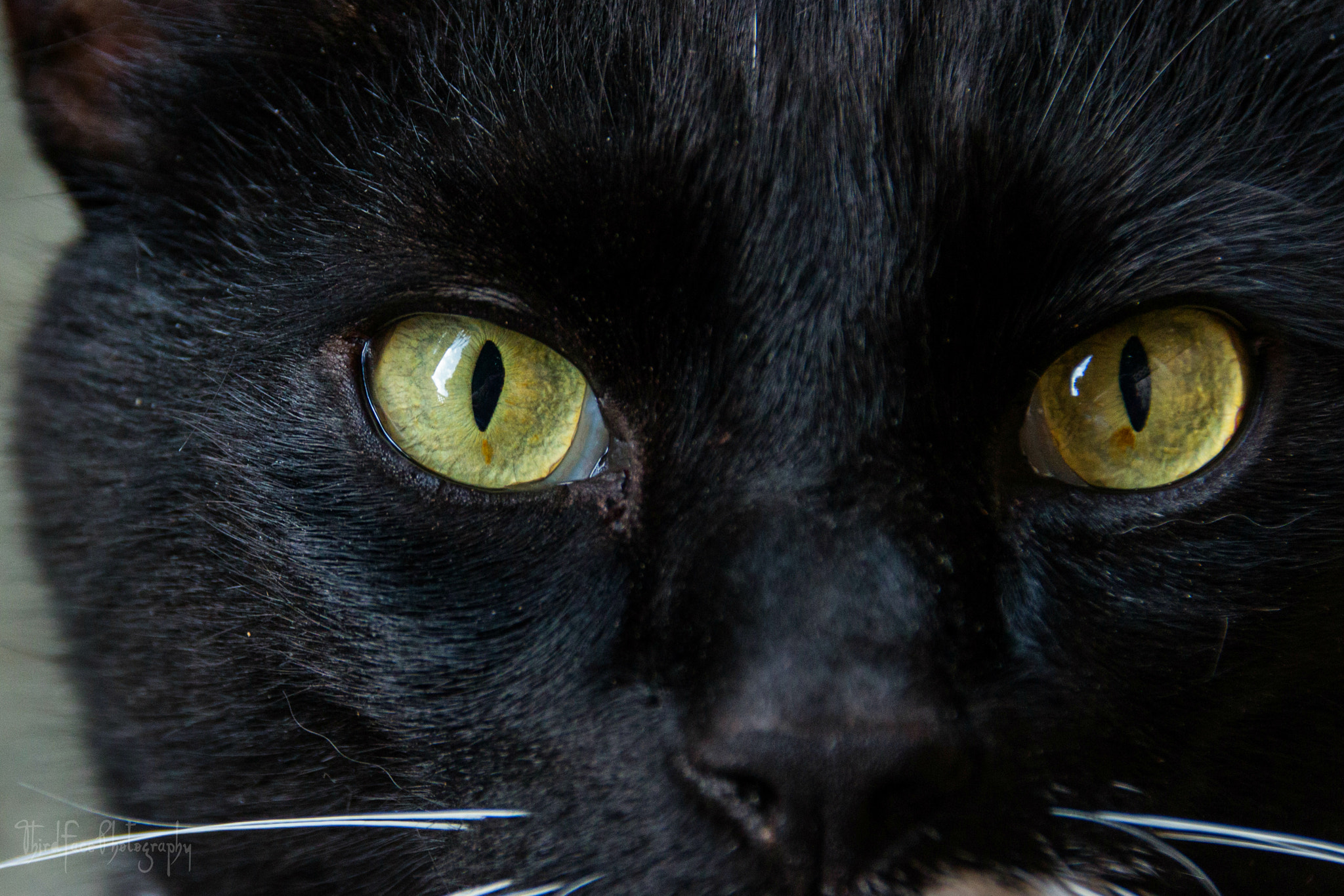 Sigma 18-250mm F3.5-6.3 DC OS HSM sample photo. Bright eyes photography