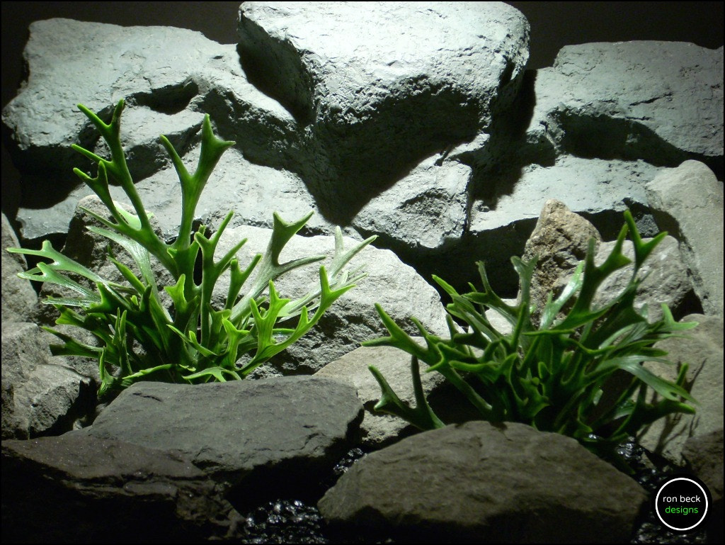 Nikon COOLPIX L11 sample photo. Plastic aquarium plants stag horn ferns rom ron beck designs photography