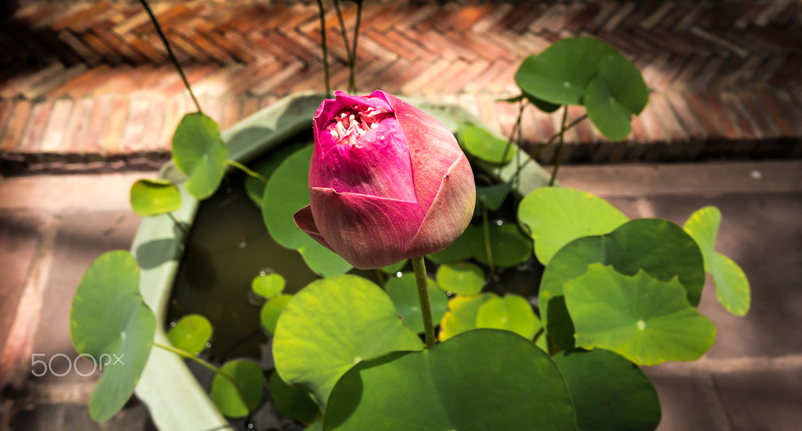 Sony a7R + ZEISS Batis 25mm F2 sample photo. Pink lotus photography