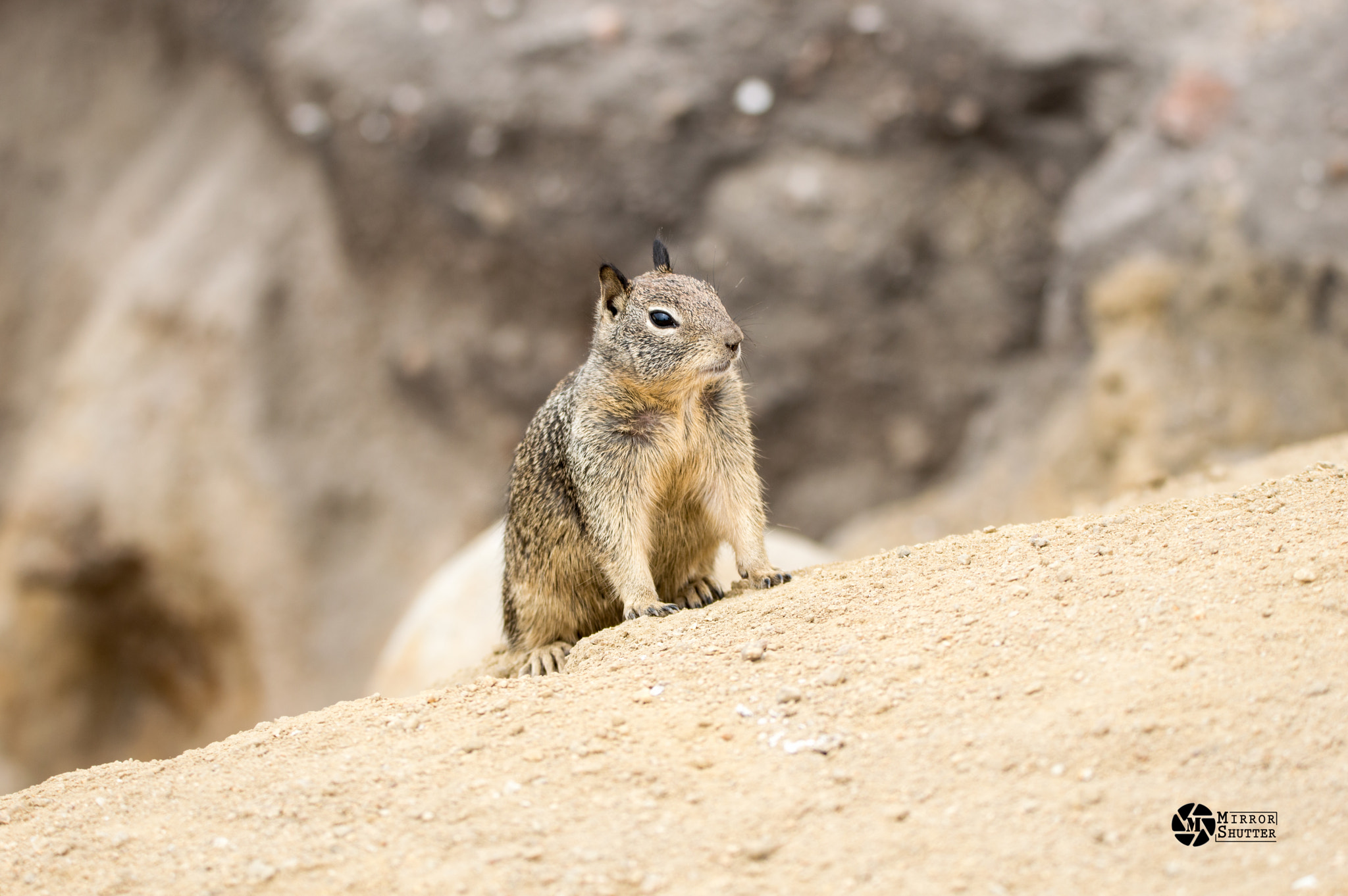 Nikon D3200 + Sigma 150-600mm F5-6.3 DG OS HSM | C sample photo. "hello there" - squirrel photography