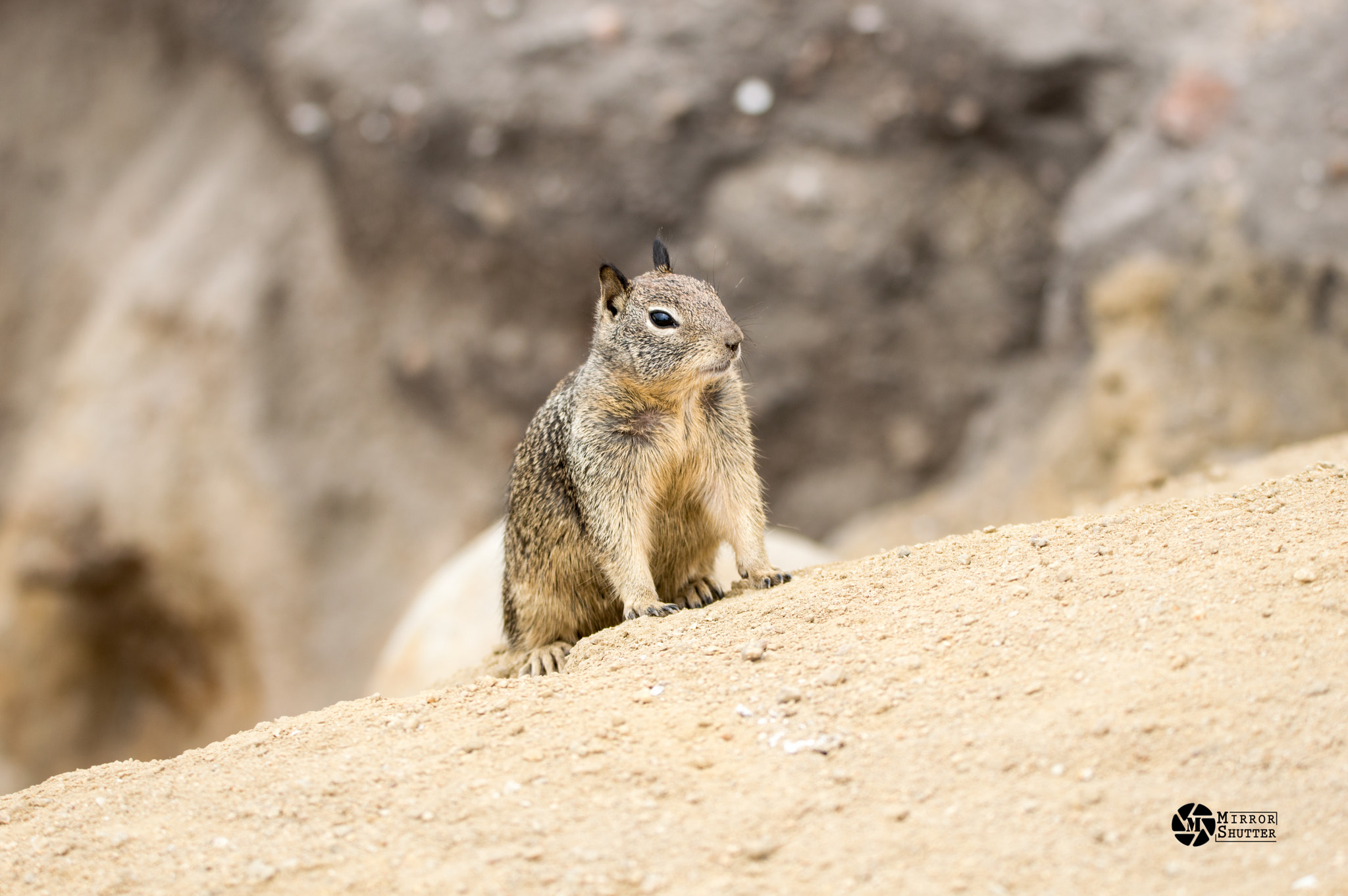 Sigma 150-600mm F5-6.3 DG OS HSM | C sample photo. "hello there" - squirrel photography