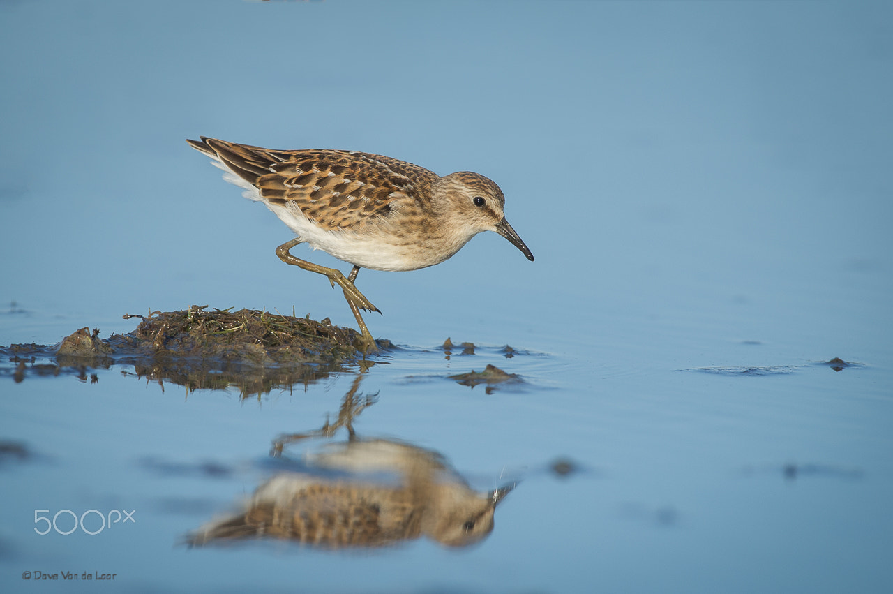 Nikon D3S + Nikon AF-S Nikkor 600mm F4G ED VR sample photo. Semipalmated sandpiper photography