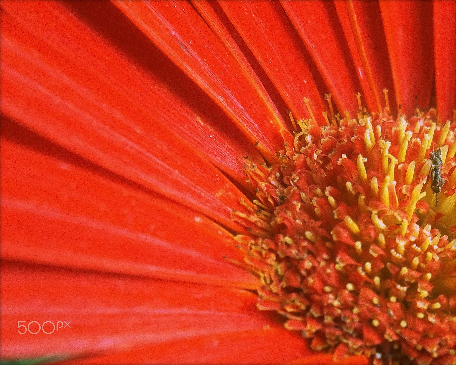 Kodak EASYSHARE CAMERA, M522 sample photo. Red daisy close up photography