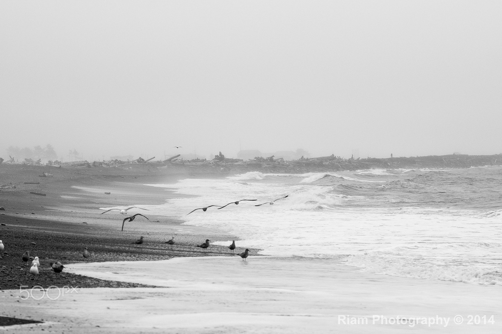 Nikon D90 + AF Nikkor 85mm f/1.8 sample photo. Birds bw photography