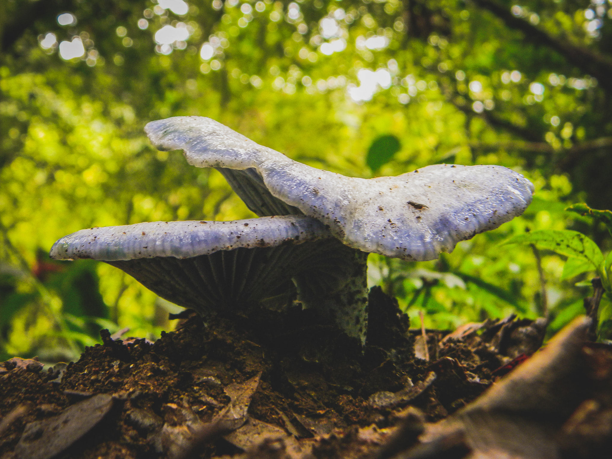 Nikon COOLPIX L105 sample photo. Fungus nature photography