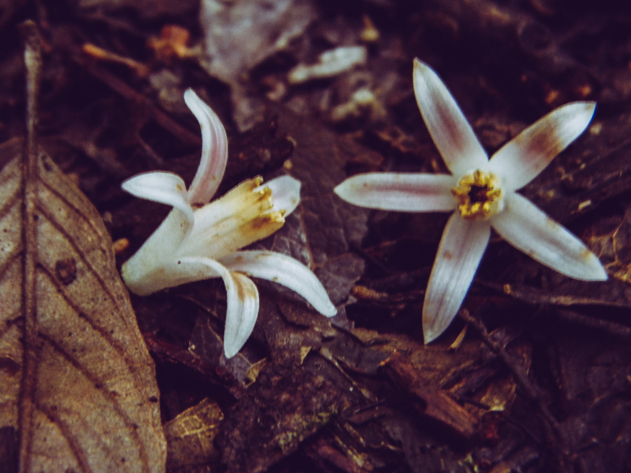 Nikon COOLPIX L105 sample photo. Pair of flowers photography