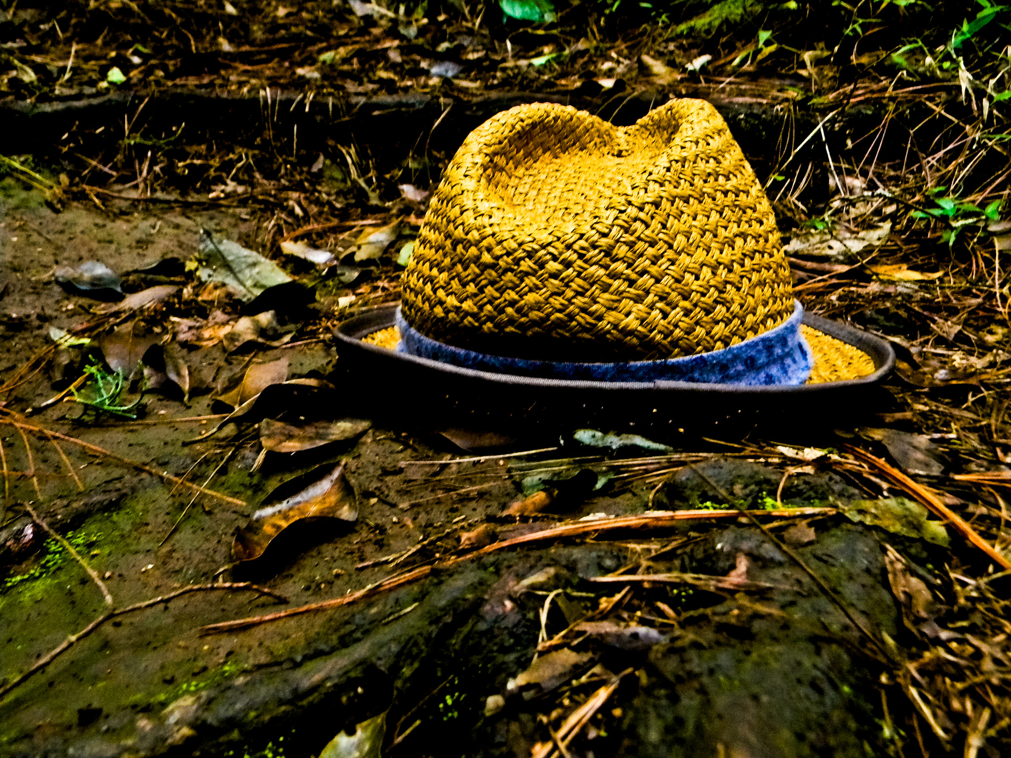 Nikon COOLPIX L105 sample photo. Alone hat photography