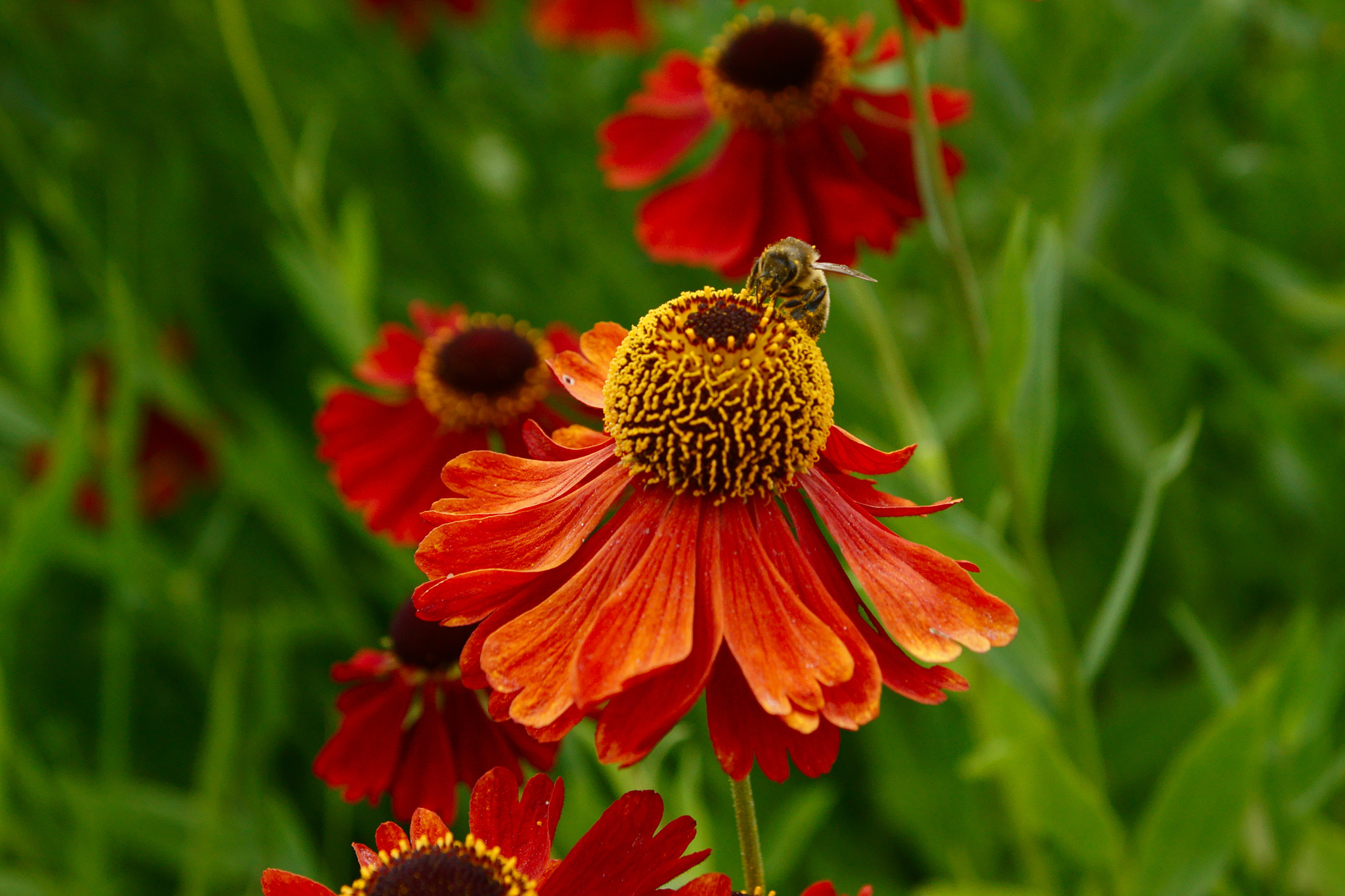 Sony SLT-A77 sample photo. Pollen photography