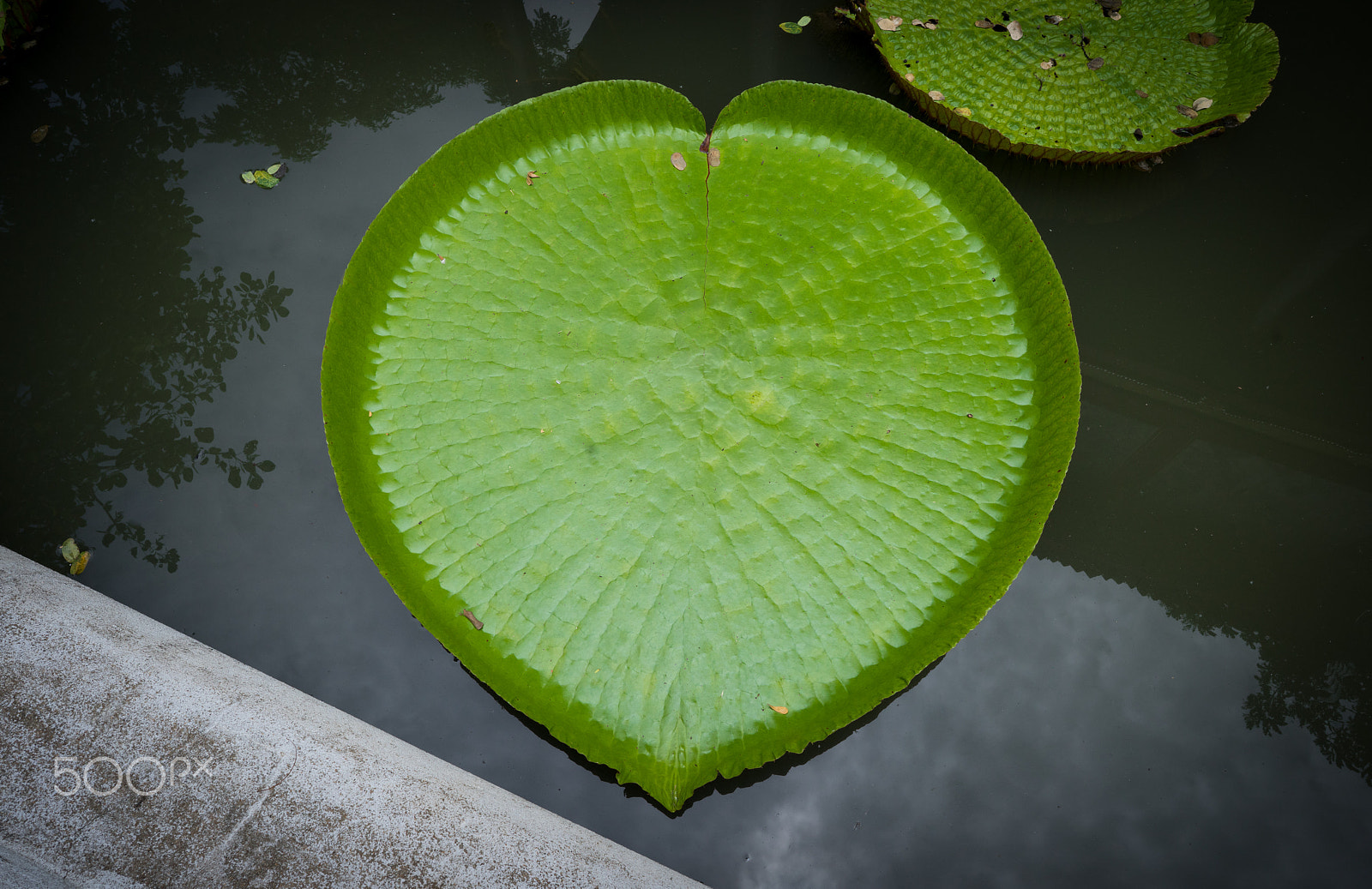 Sony a7R + ZEISS Batis 25mm F2 sample photo. Victoria water lily photography
