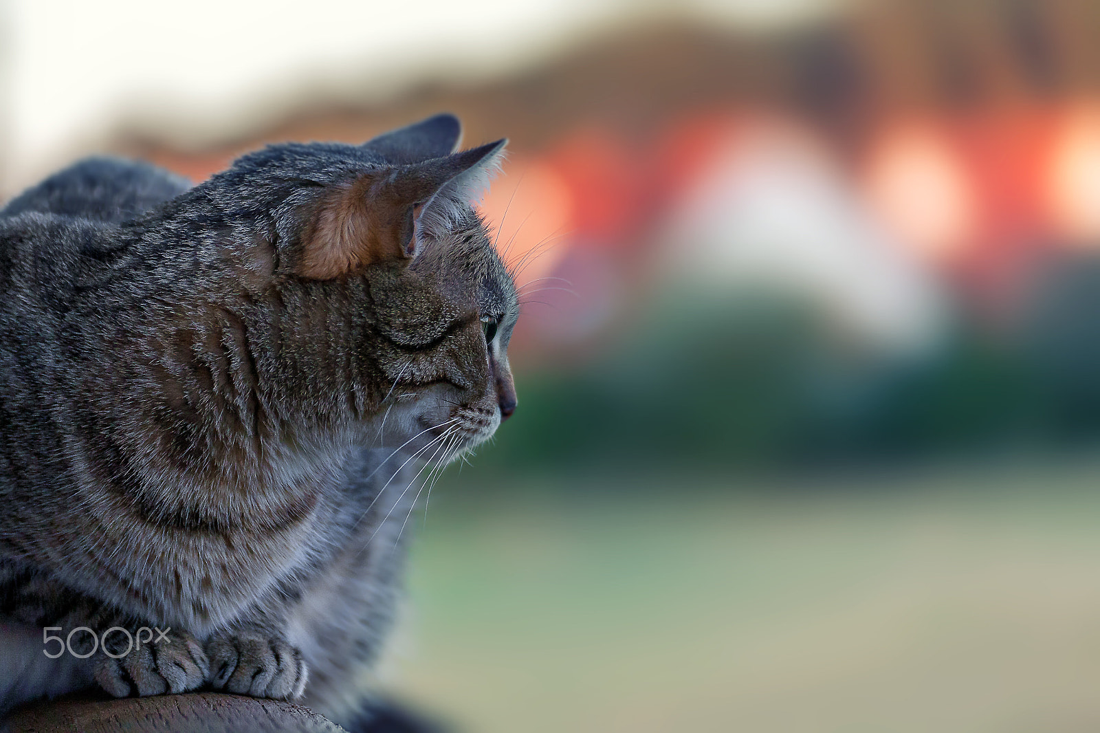 Tamron SP 35mm F1.8 Di VC USD sample photo. Cat evening view photography