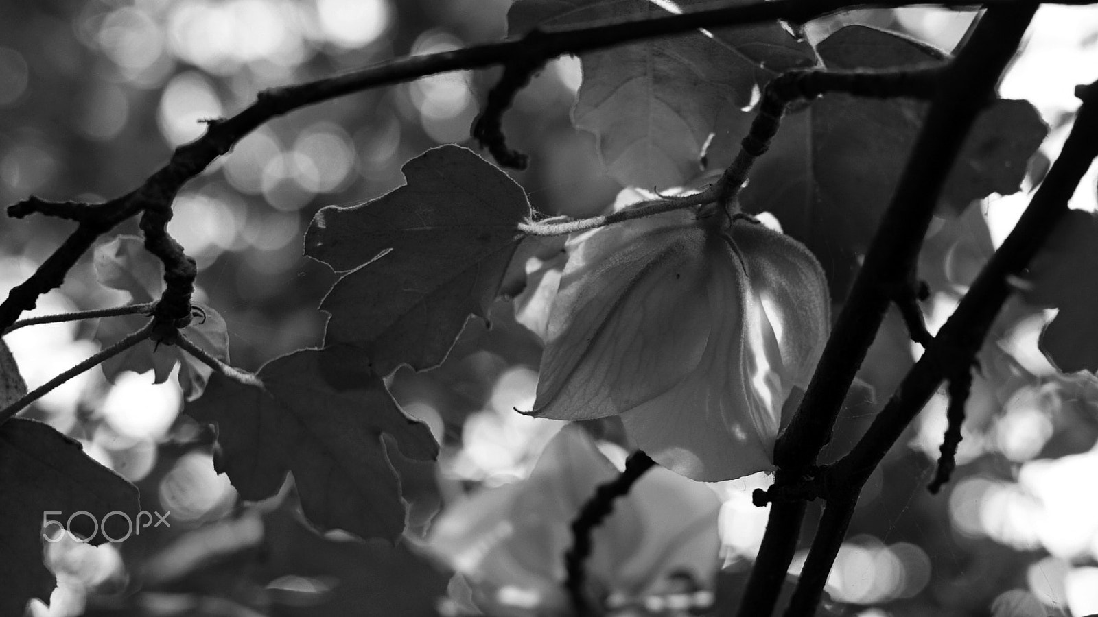 Sony a7S II + Sony FE 24-70mm F2.8 GM sample photo. Beauty sleep photography