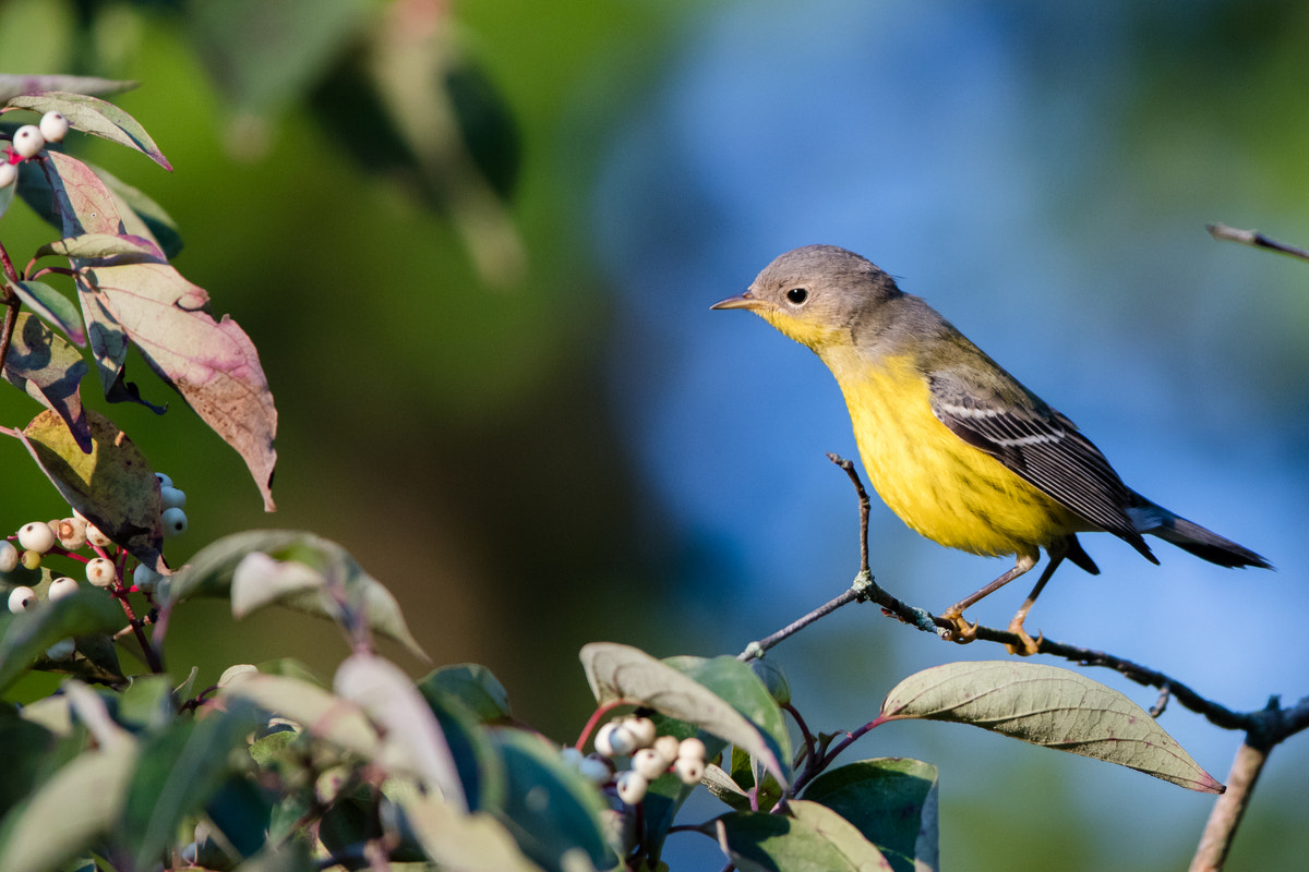 Canon EF 200-400mm F4L IS USM Extender 1.4x sample photo. Magnolia warbler photography