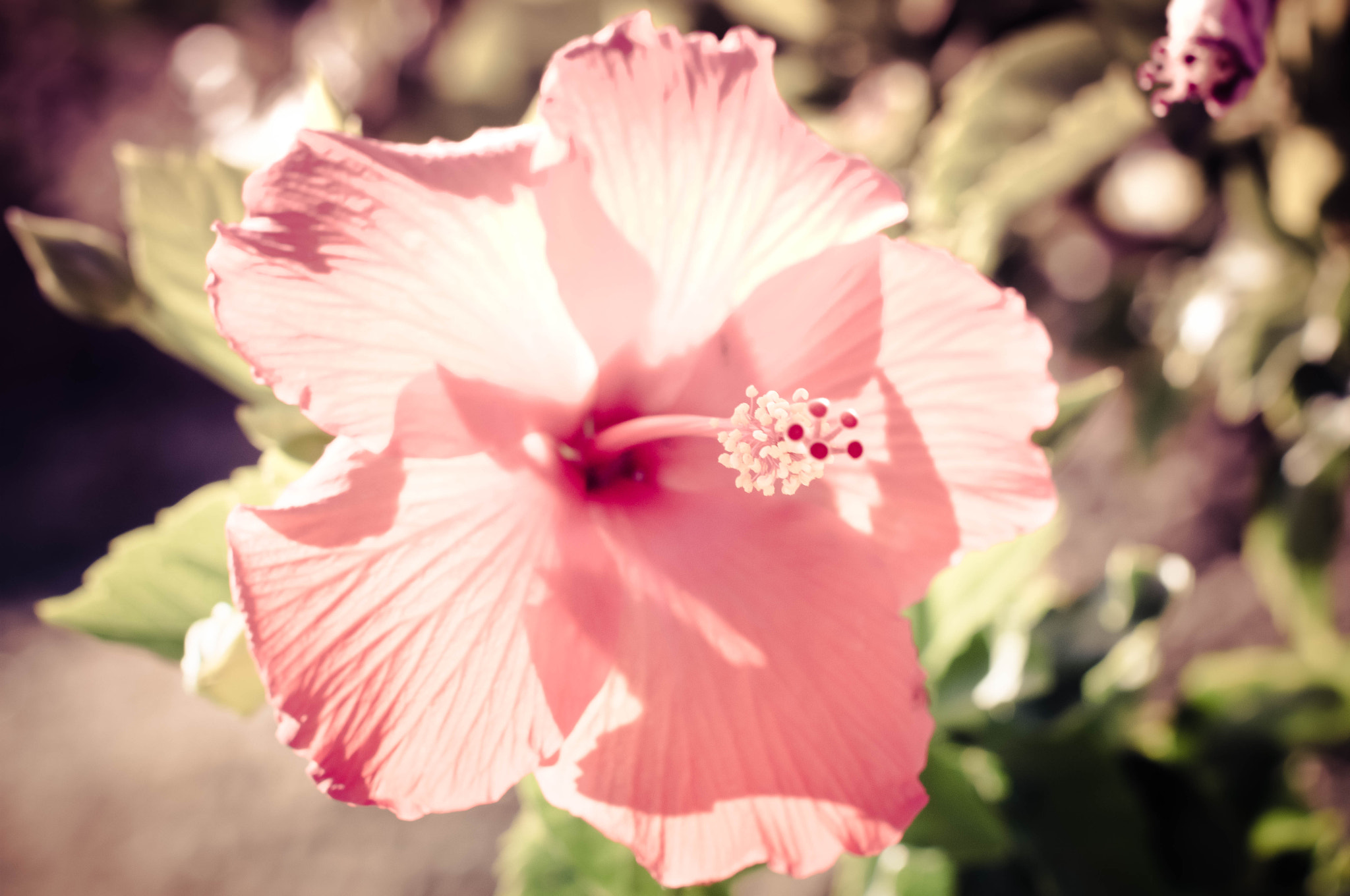 Canon EOS 70D + Canon EF 50mm F1.2L USM sample photo. Img photography