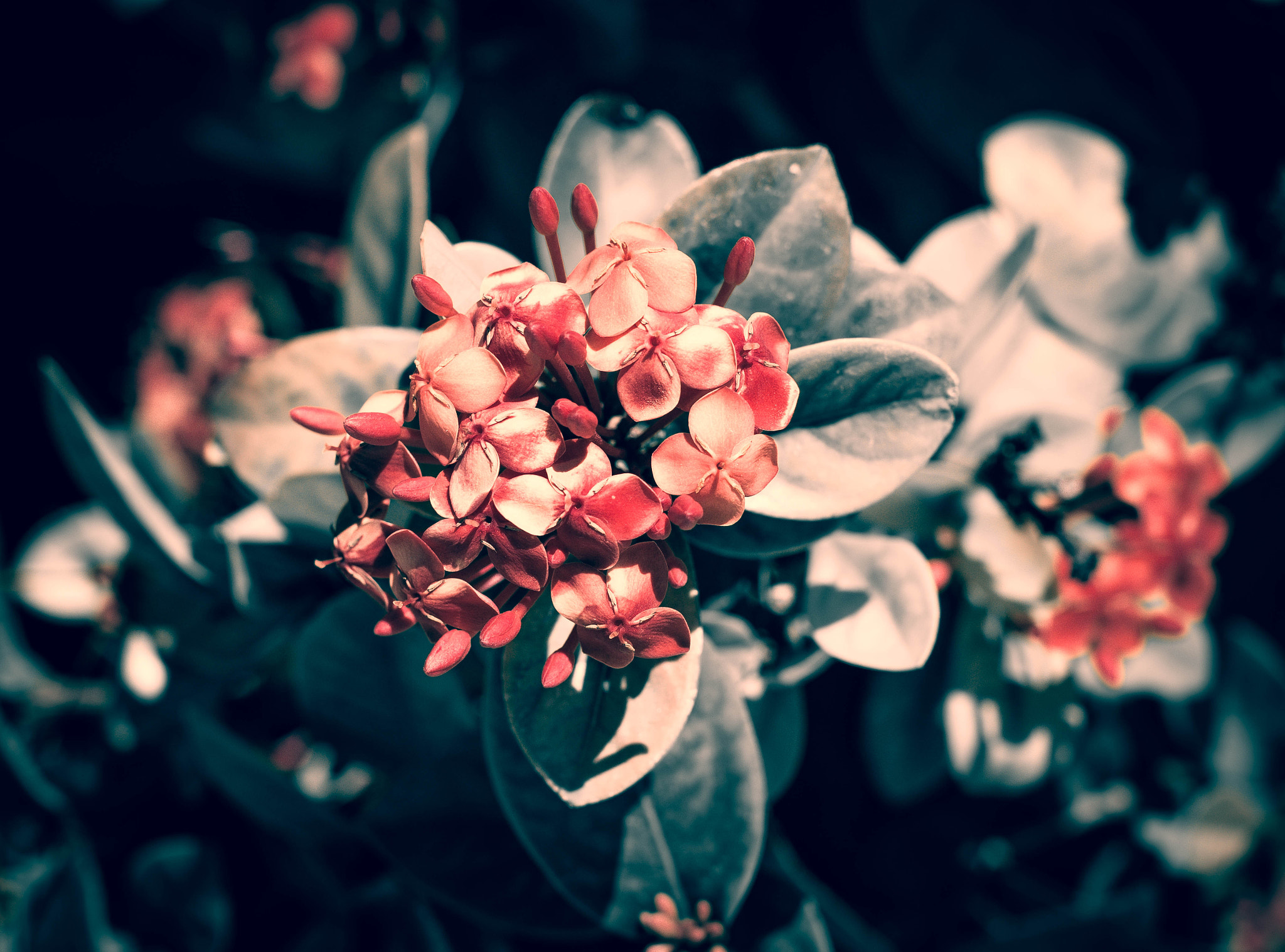 Canon EOS 70D + Canon EF 50mm F1.2L USM sample photo. Img photography