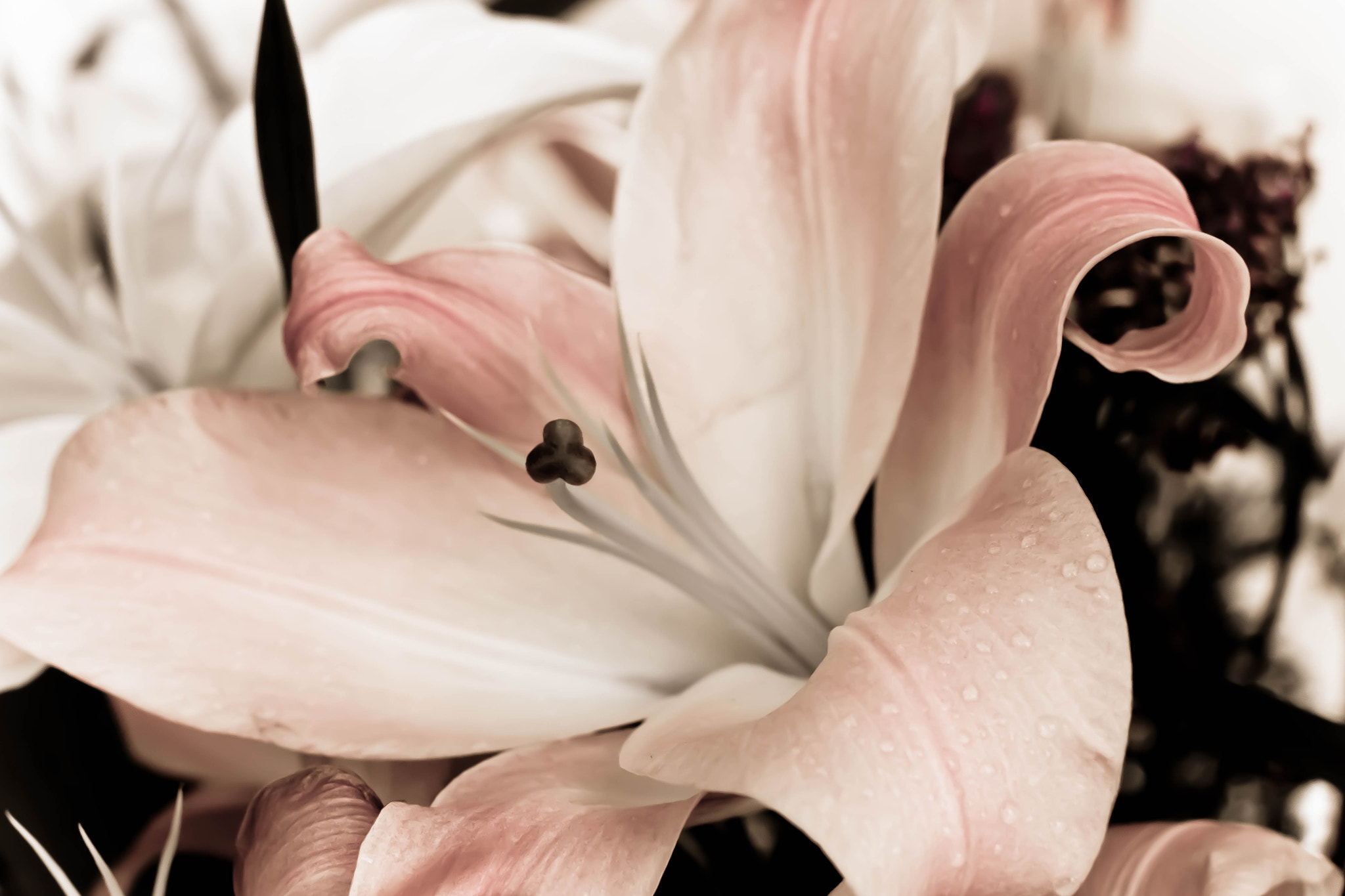 Canon EOS 70D + Canon EF 50mm F1.2L USM sample photo. Img photography