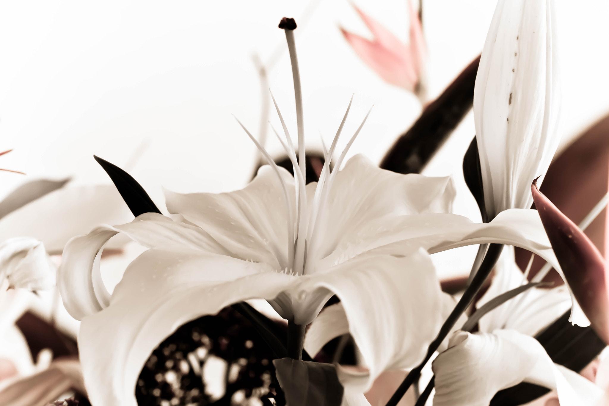 Canon EOS 70D + Canon EF 50mm F1.2L USM sample photo. Img photography