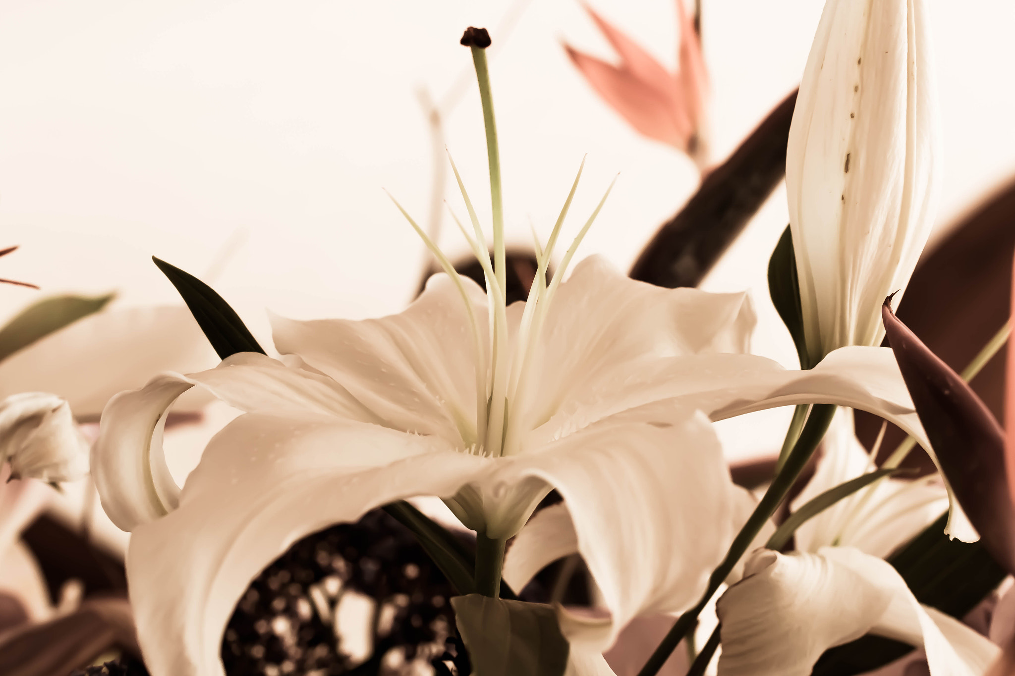 Canon EOS 70D + Canon EF 50mm F1.2L USM sample photo. Img photography