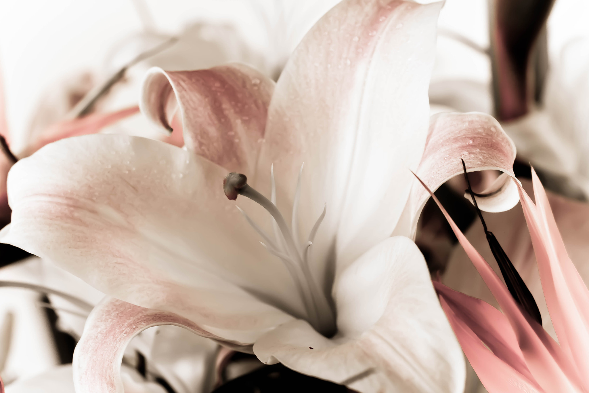 Canon EOS 70D + Canon EF 50mm F1.2L USM sample photo. Img photography