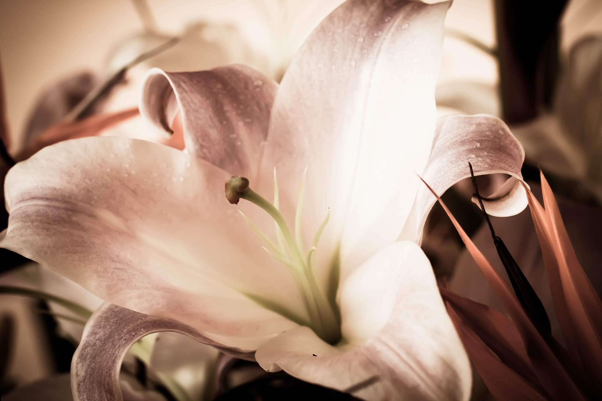 Canon EOS 70D + Canon EF 50mm F1.2L USM sample photo. Img photography