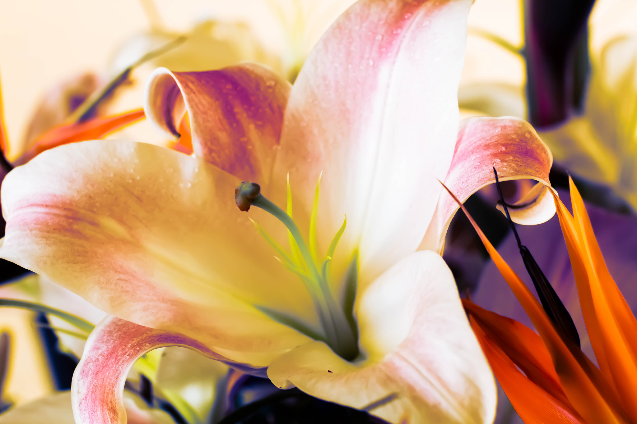 Canon EOS 70D + Canon EF 50mm F1.2L USM sample photo. Img photography