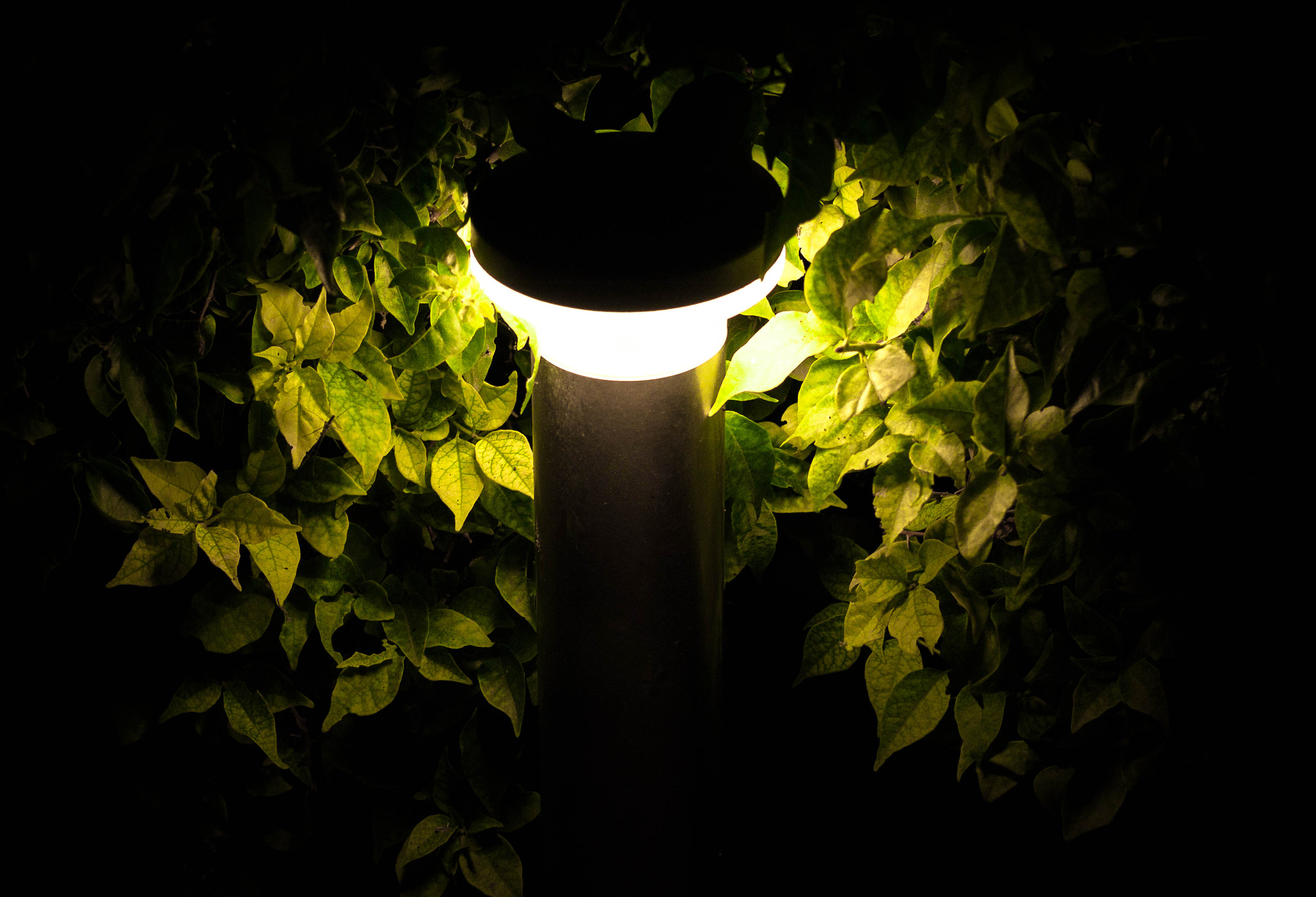 Canon EOS 70D + Canon EF 50mm F1.2L USM sample photo. Img photography