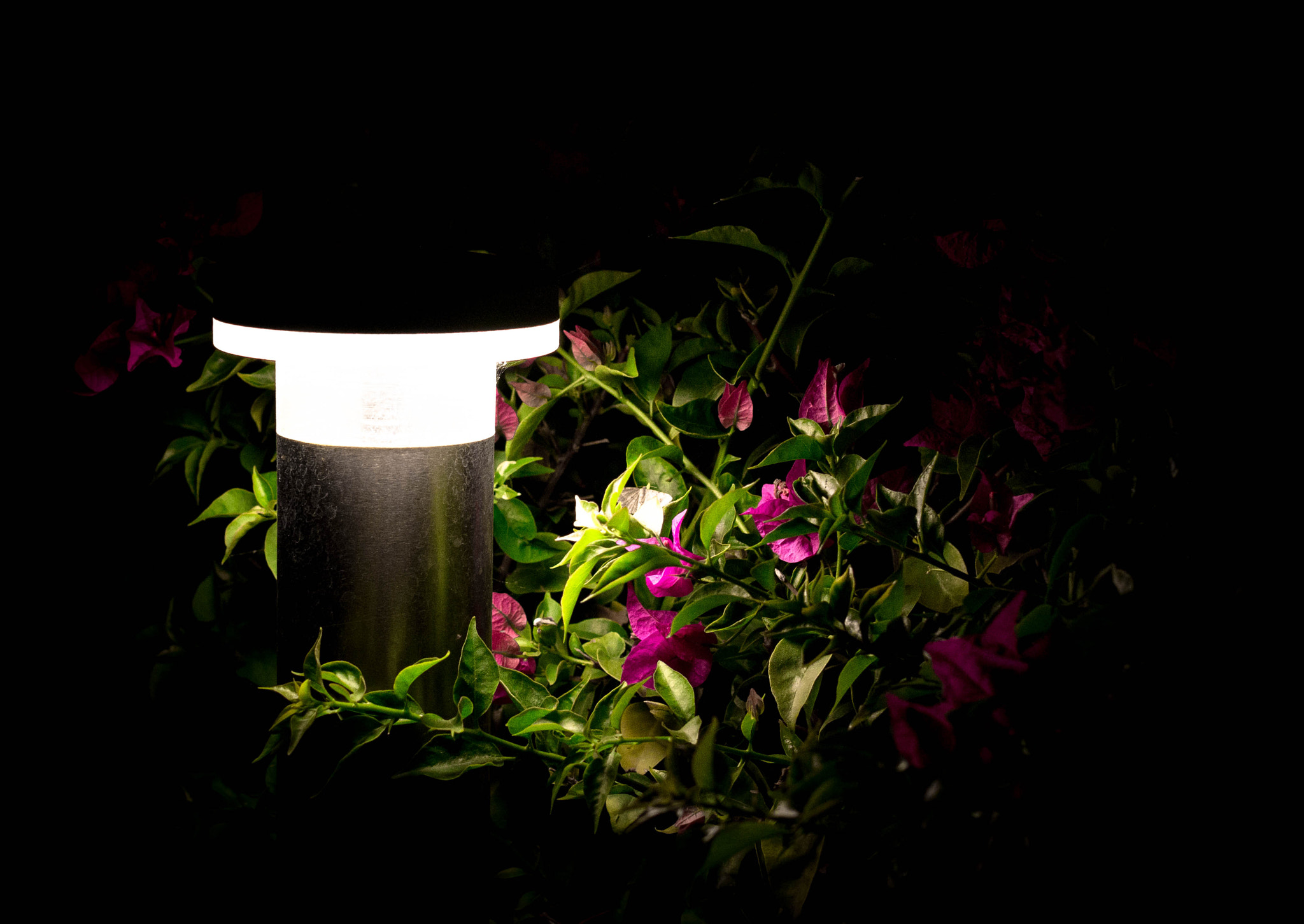 Canon EOS 70D + Canon EF 50mm F1.2L USM sample photo. Img photography