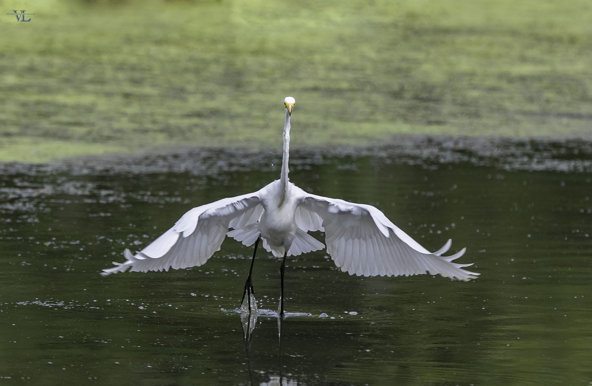 Canon EOS-1D X Mark II + Canon EF 600mm F4L IS USM sample photo. Egret photography