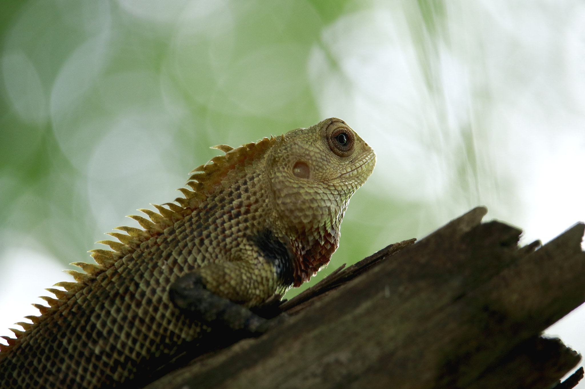 Canon EF-S 55-250mm F4-5.6 IS STM sample photo. India | karnataka | ranganathittu photography