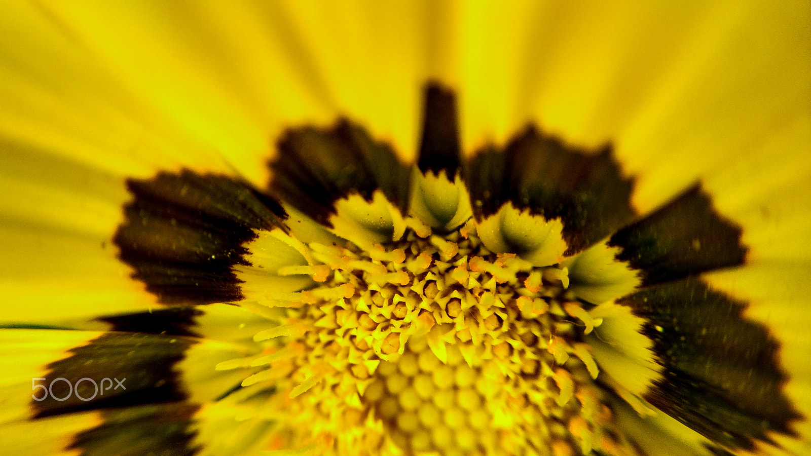 Xiaomi Mi 4i sample photo. Black and yellow _ flower pattern photography