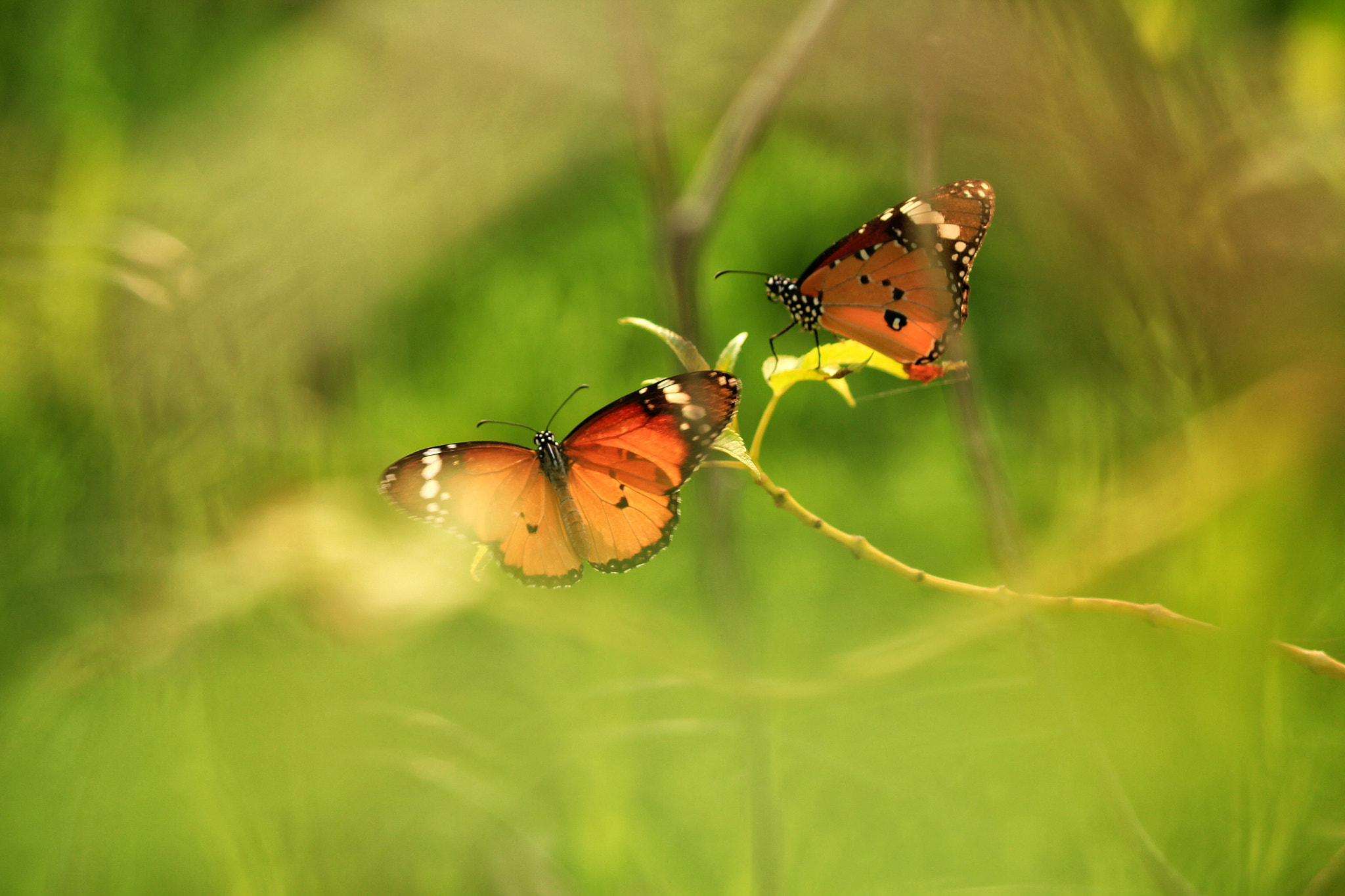 Canon EF-S 55-250mm F4-5.6 IS II sample photo