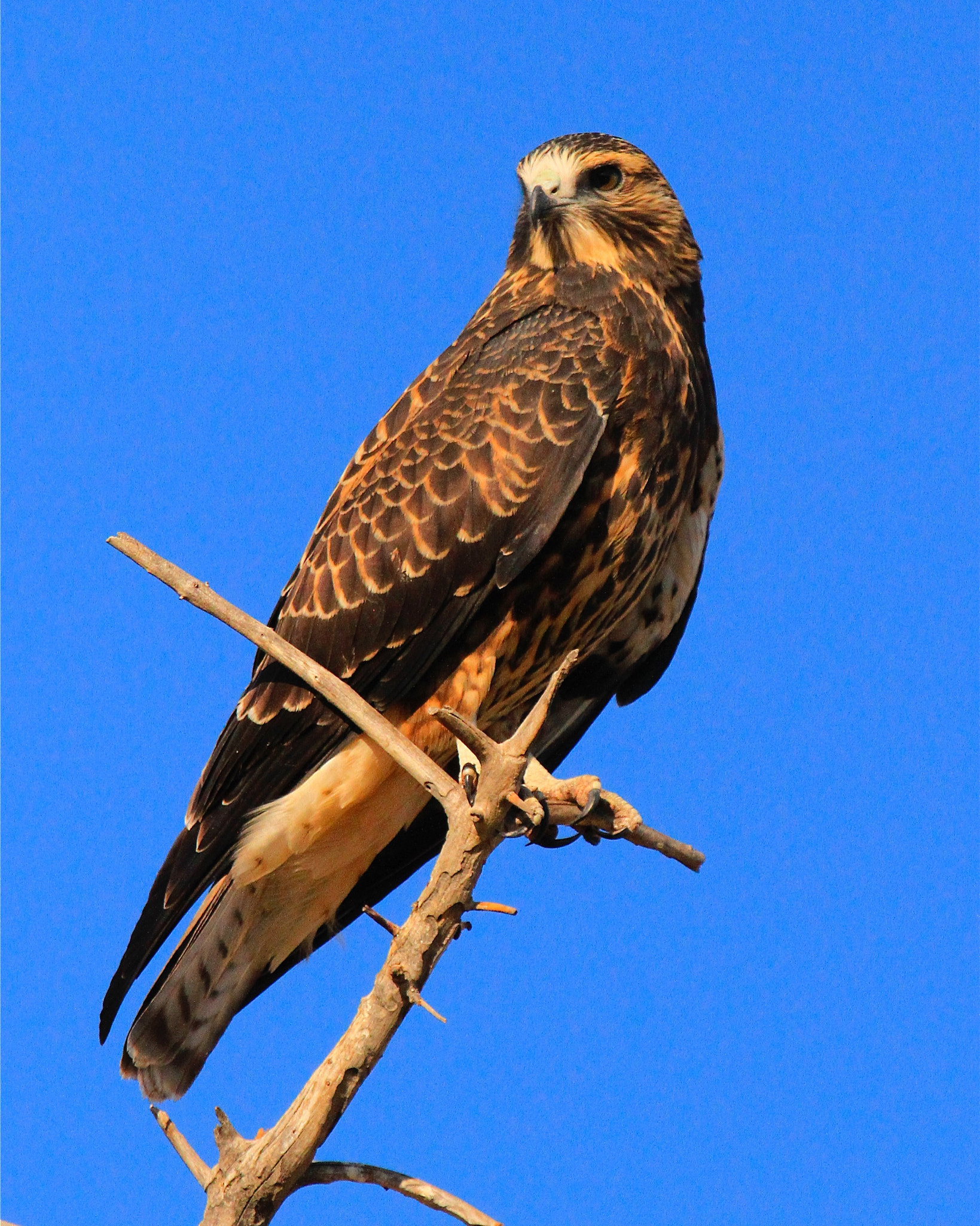 Canon EF 100-400mm F4.5-5.6L IS USM sample photo. Juvenile swainson's hawk, west jordan, utah, 9/05/2016. photography
