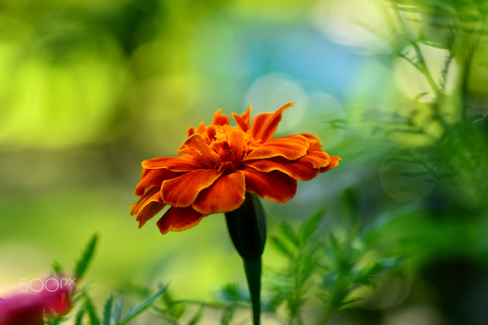 Nikon D600 sample photo. Orange marigold photography