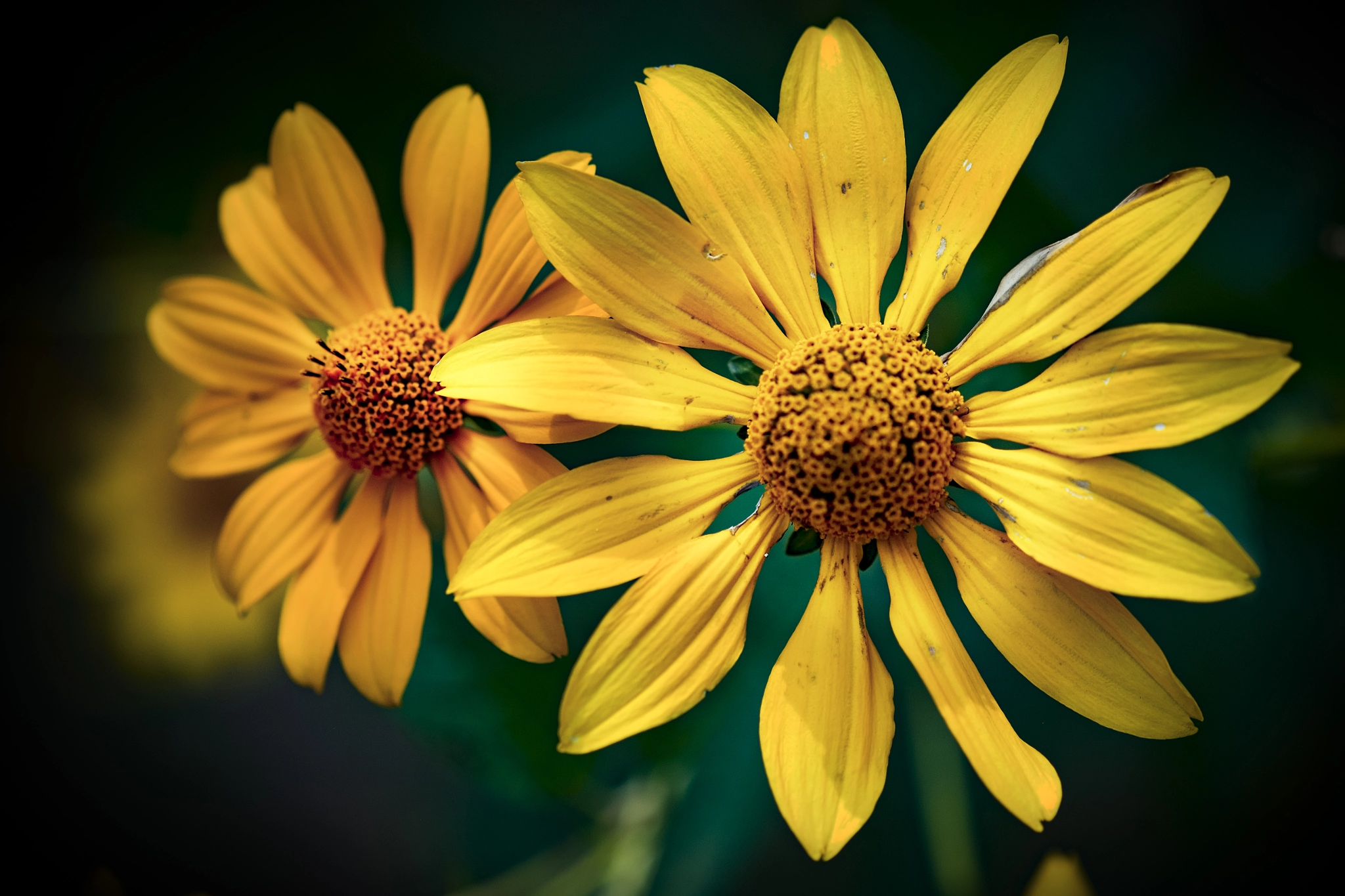 Fujifilm X-M1 + Fujifilm XF 60mm F2.4 R Macro sample photo. I love daisies photography