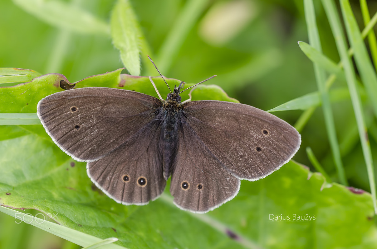 Sigma 150mm F2.8 EX DG OS Macro HSM sample photo. The ringlet photography