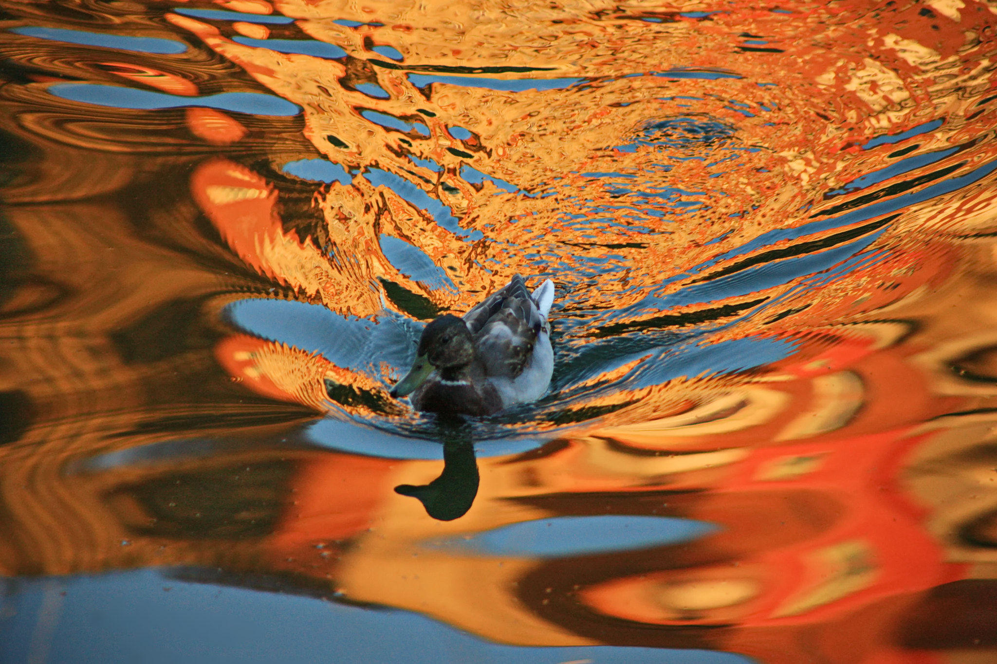 Canon EOS-1Ds Mark III sample photo. On the evening lake photography