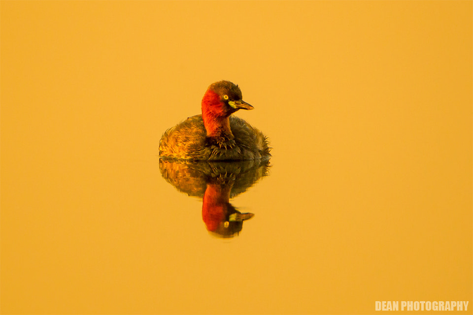 Canon EOS-1D Mark IV sample photo. Silent photography