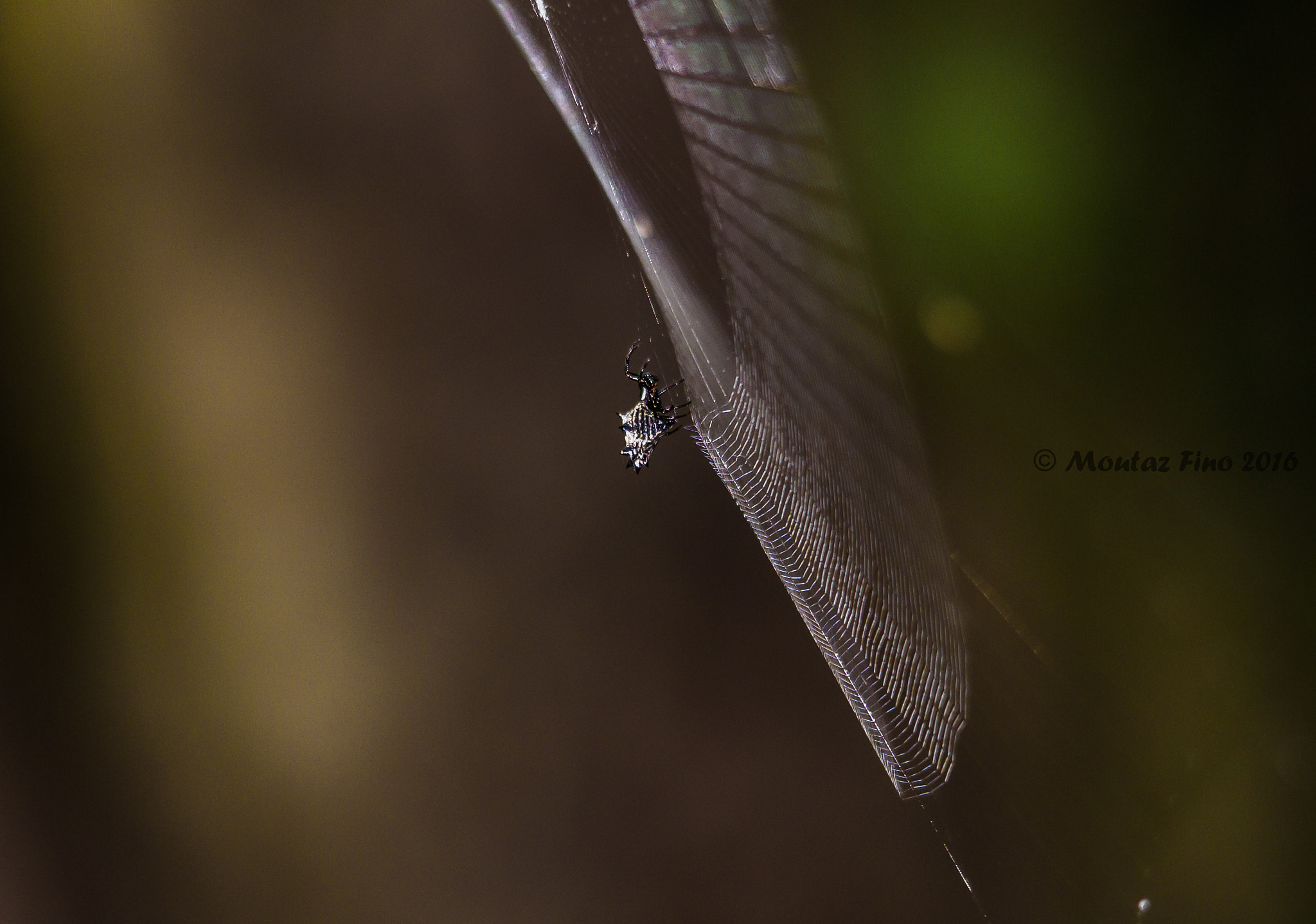 Sigma 150-500mm F5-6.3 DG OS HSM sample photo. Spiders spin their house from the sun filaments photography
