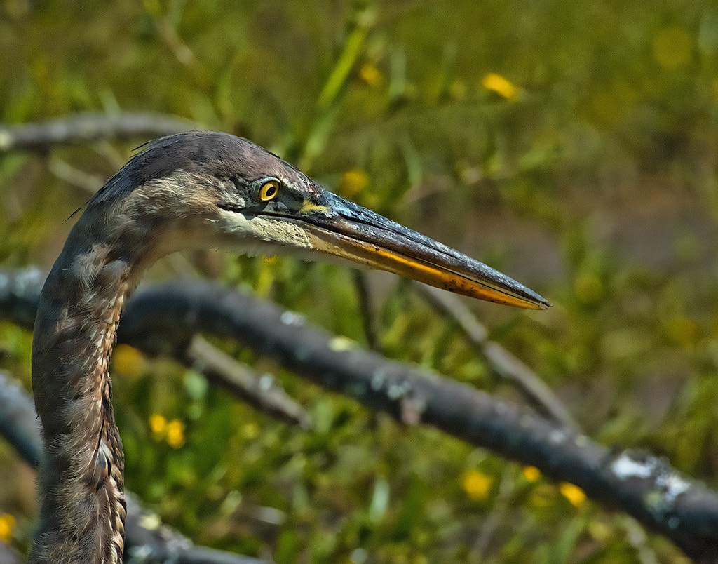 Nikon 1 Nikkor VR 70-300mm F4.5-5.6 sample photo. Huntley meadow park photography
