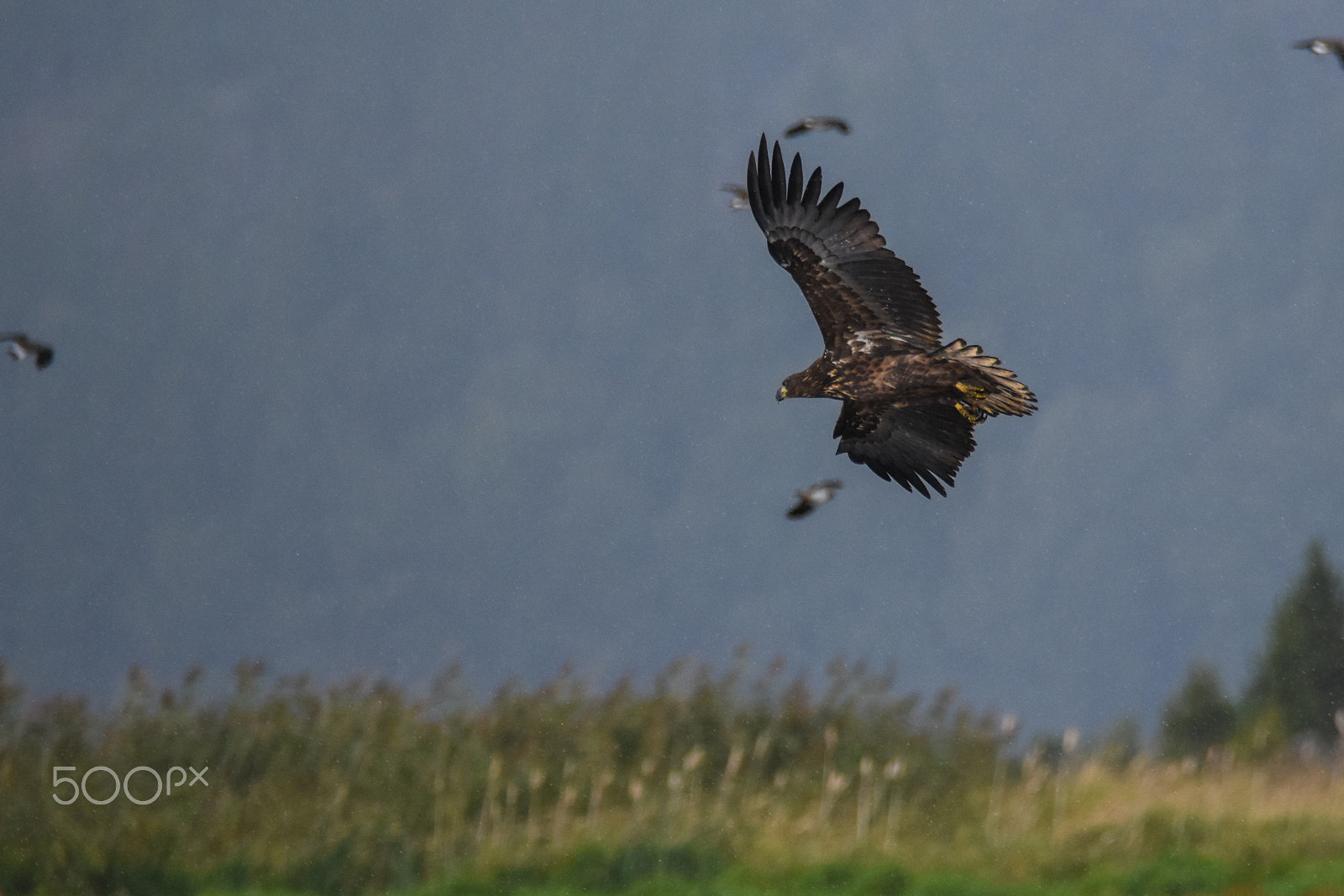 Nikon D7200 + Tamron SP 150-600mm F5-6.3 Di VC USD sample photo. A sea hawk  photography