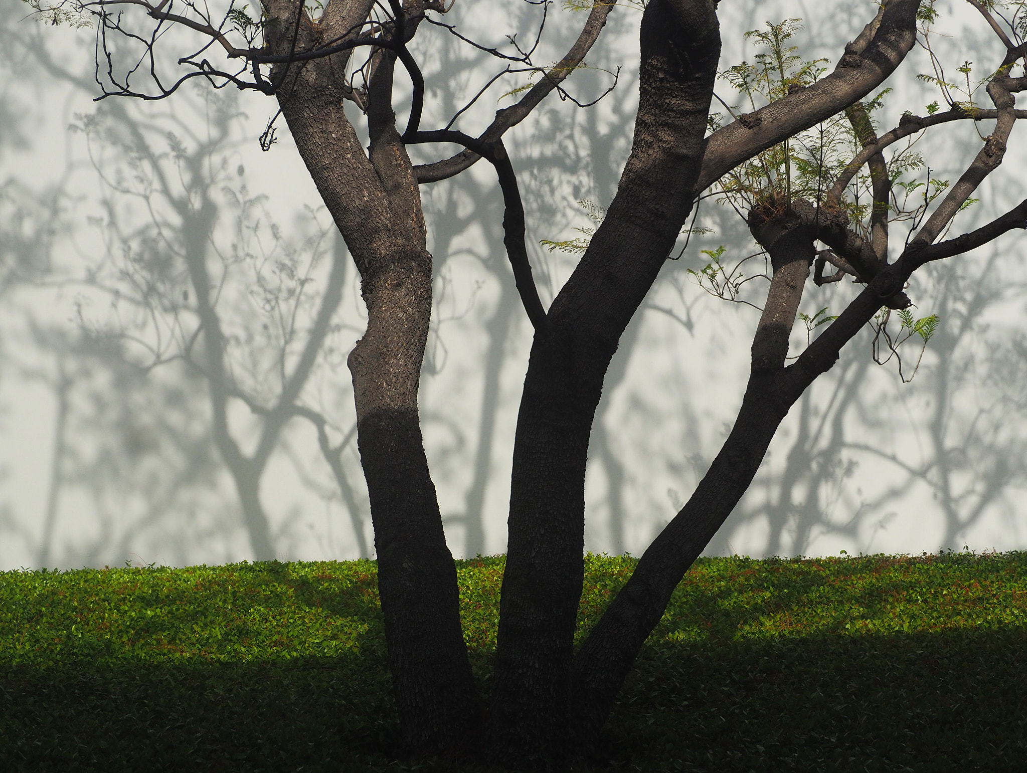 Olympus OM-D E-M5 II sample photo. Trees and shadows photography