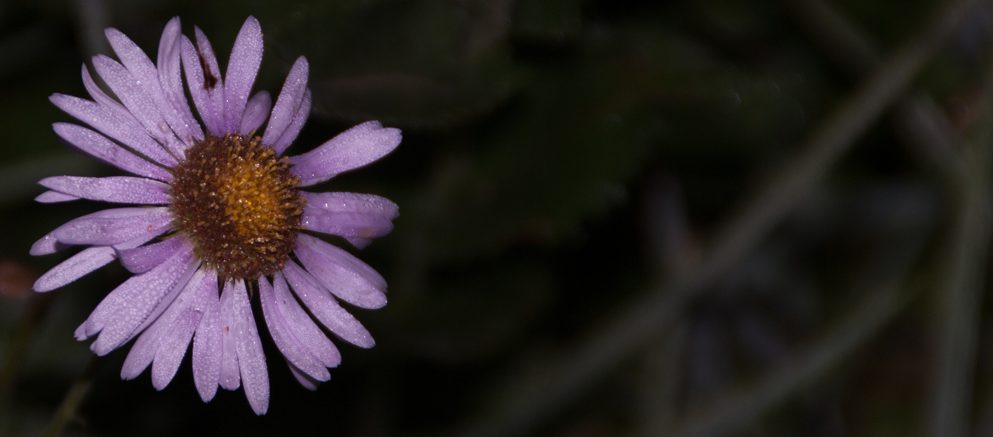Nikon D80 sample photo. The beautiful me photography