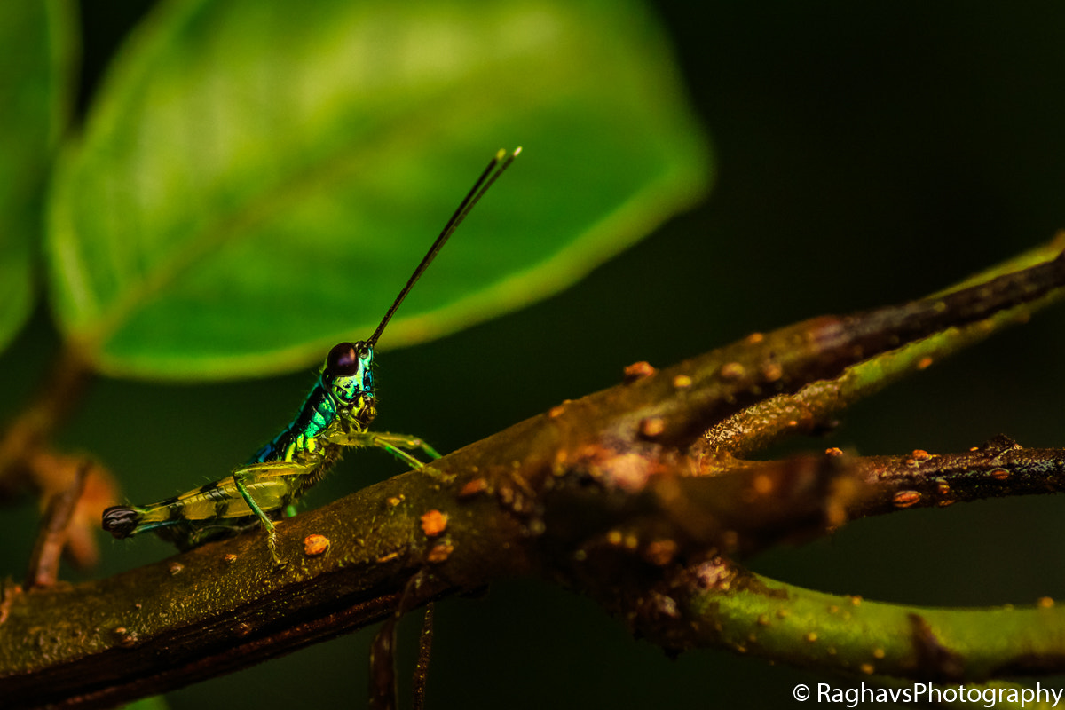 Tamron SP AF 90mm F2.8 Di Macro sample photo. Antenna photography