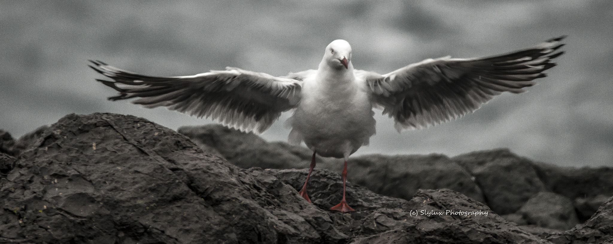 Sigma 150-500mm F5-6.3 DG OS HSM sample photo. Freedom photography