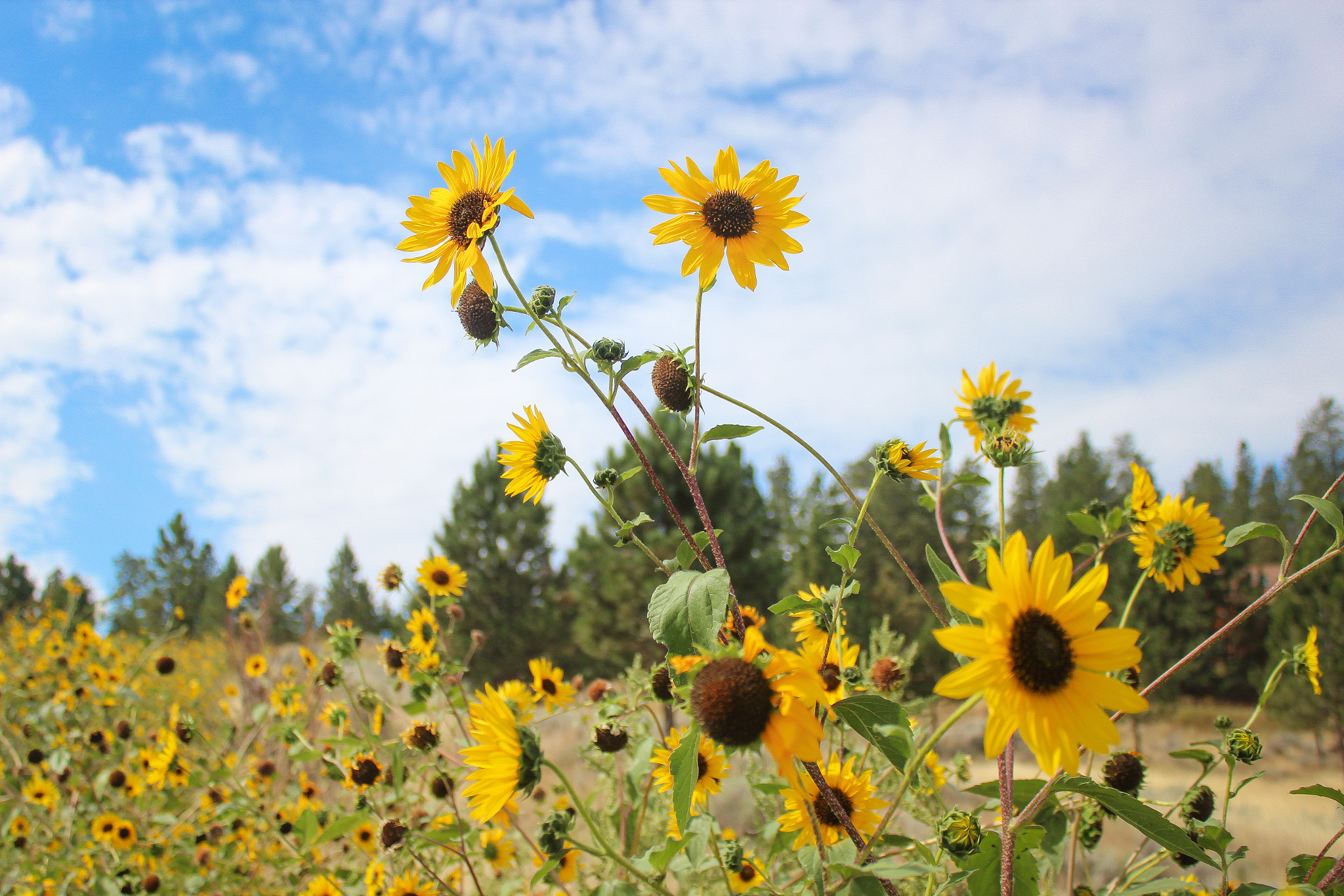 Canon EF-S 18-55mm F3.5-5.6 IS sample photo. Sunflowers in billings photography