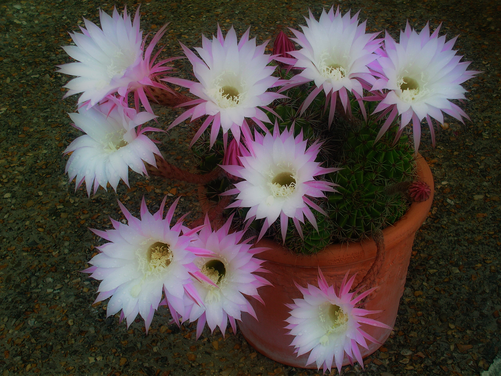 KONICA MINOLTA DiMAGE Z20 sample photo. Cactus photography