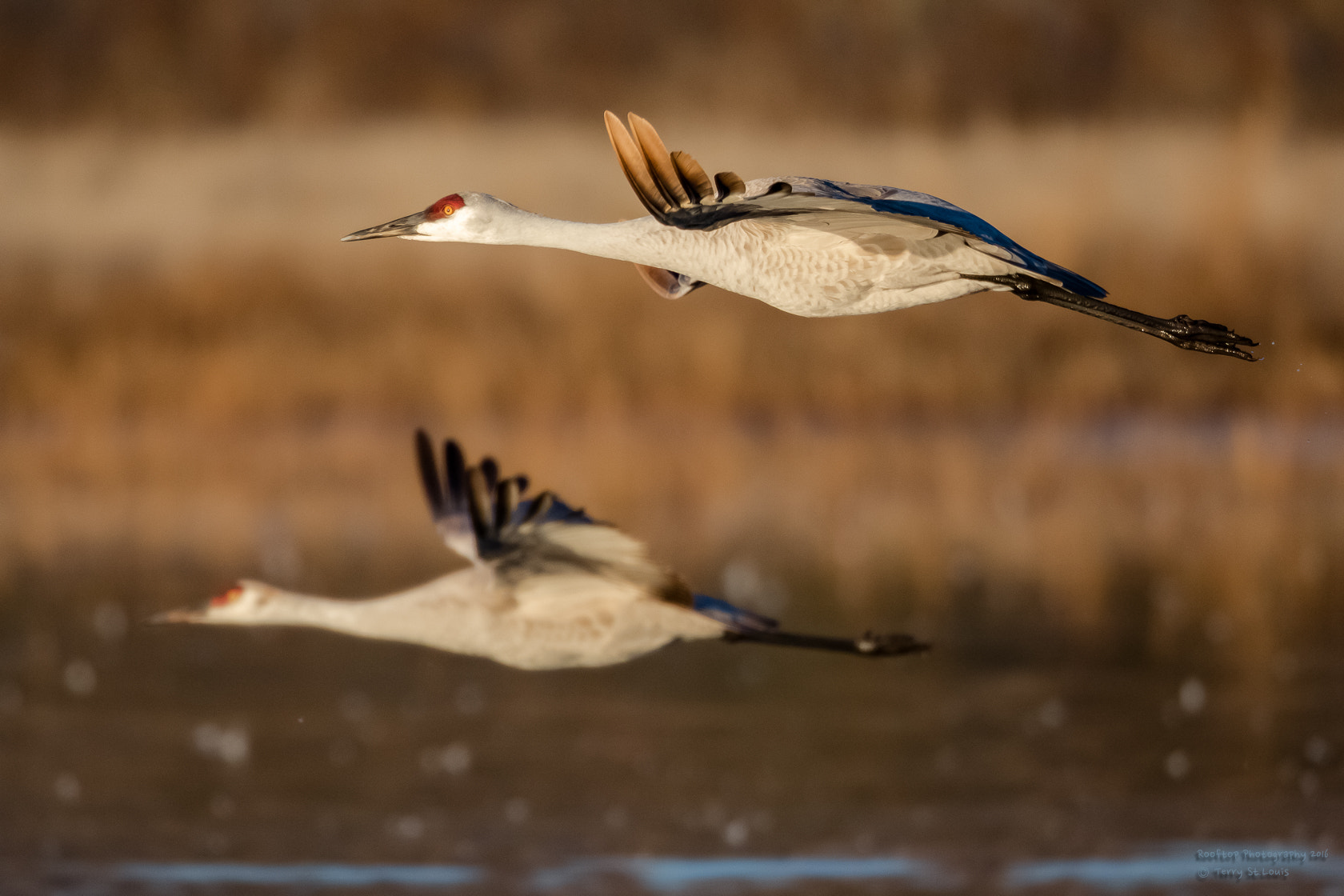 Canon EF 800mm F5.6L IS USM sample photo. Soft morning light and a long lens. photography