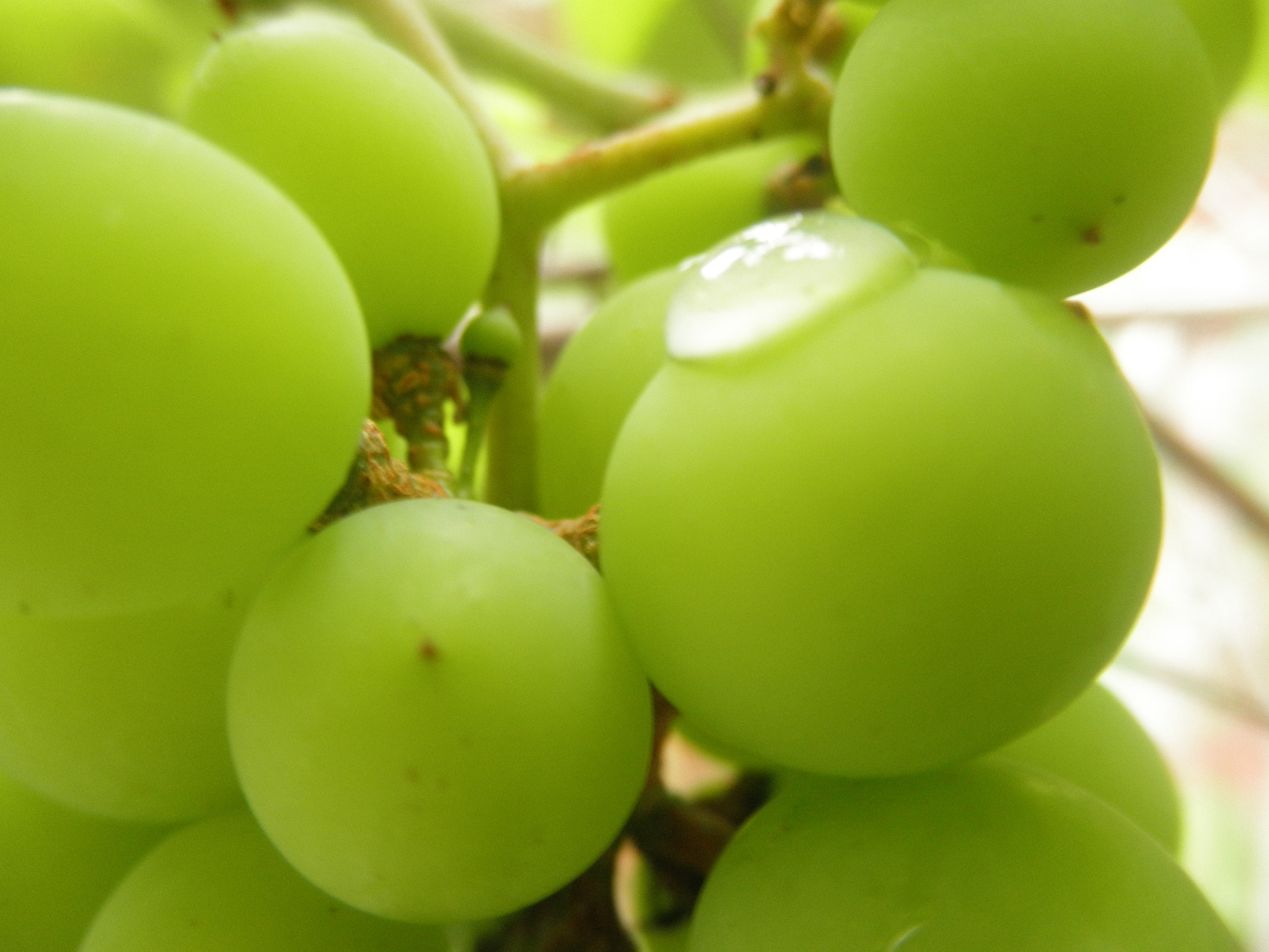 Olympus u7030,S7030 sample photo. Dew on grapes photography