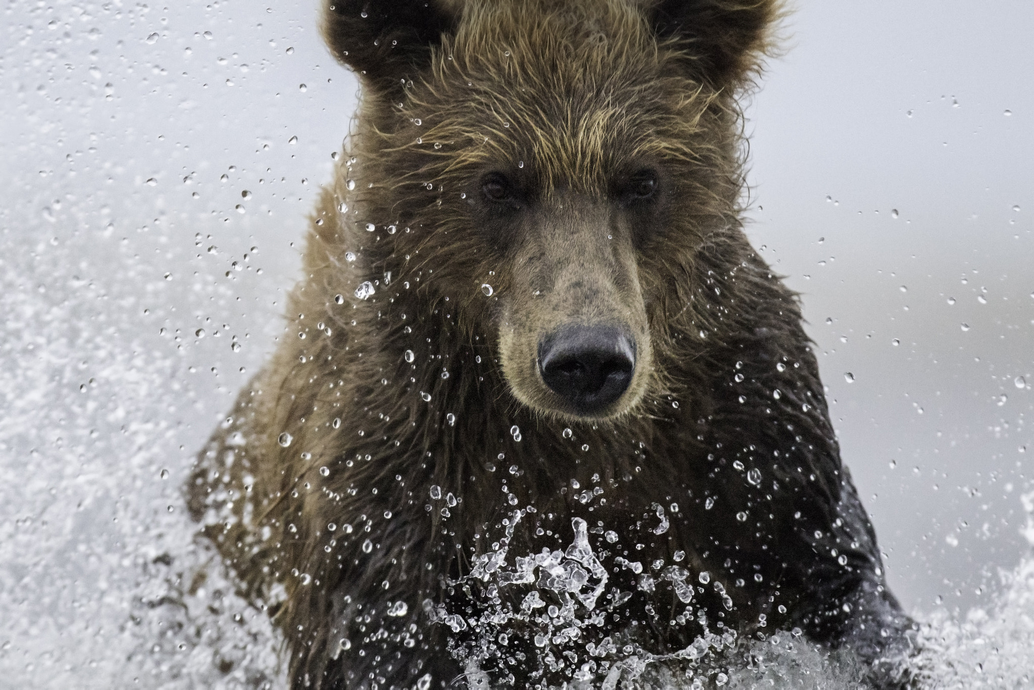 Canon EF 600mm f/4L IS sample photo. Brown bear charging photography