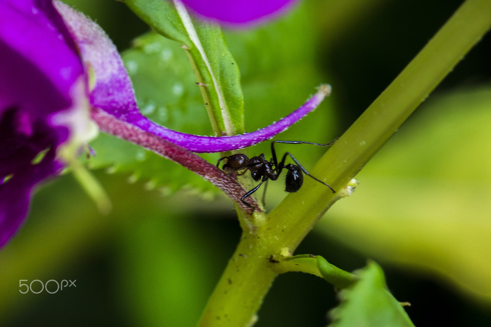 Canon EOS 700D (EOS Rebel T5i / EOS Kiss X7i) + Canon EF 100mm F2.8L Macro IS USM sample photo. Ant photography