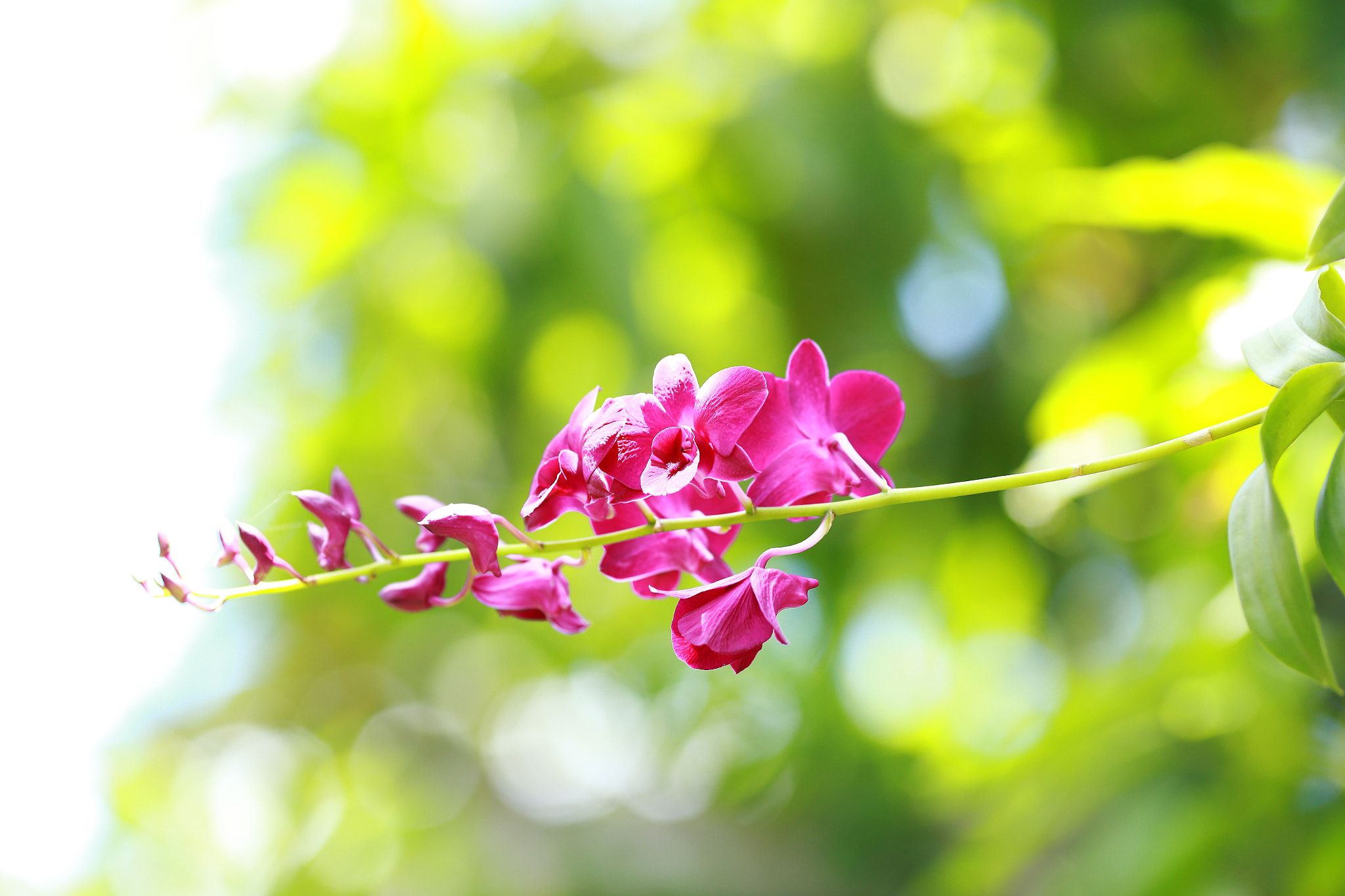 Canon EF 135mm F2L USM sample photo. Orchid flower in vietnam photography
